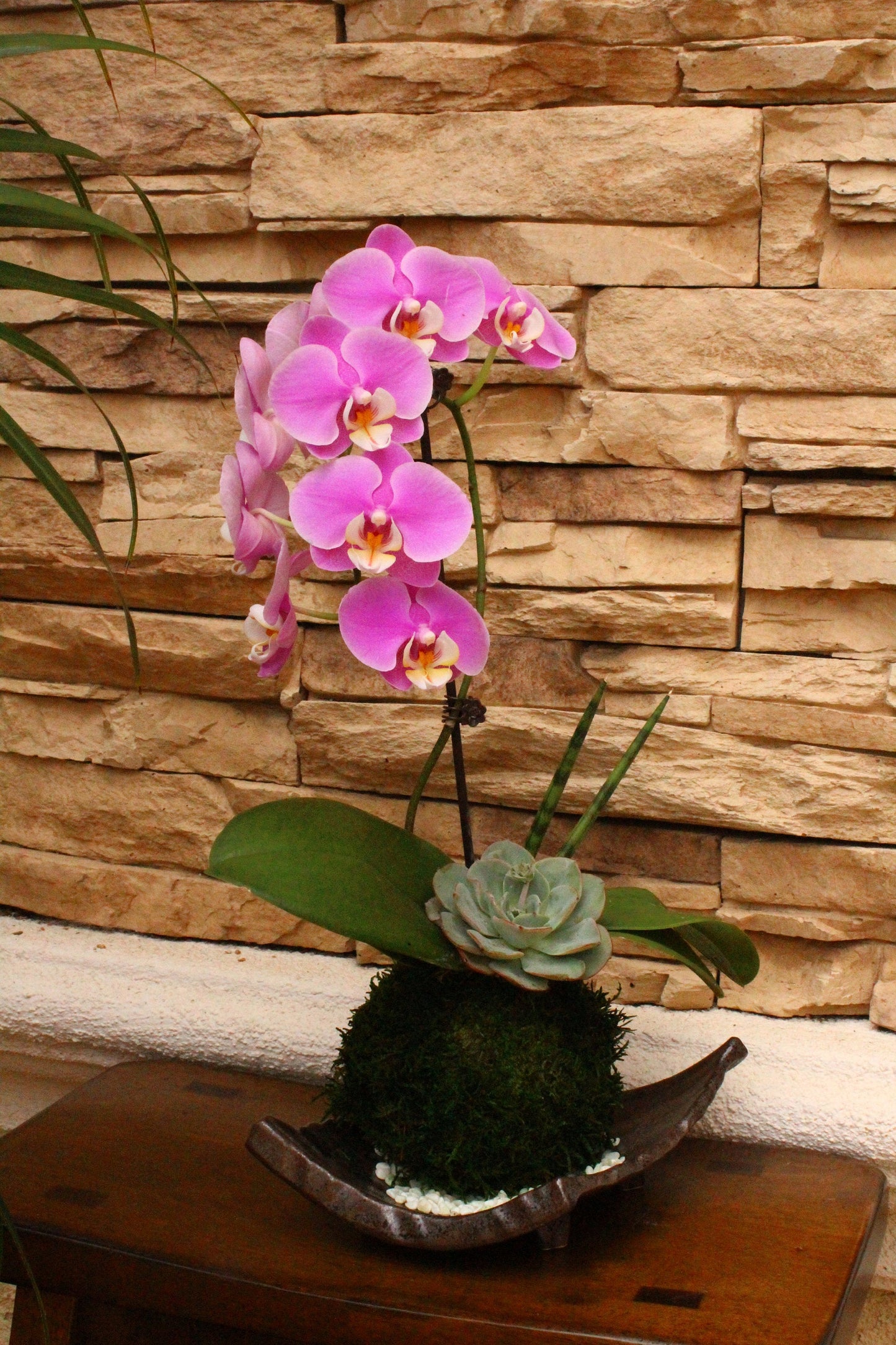 Kokedama - Moss ball with beautiful purplish pink orchid  with succulents, enjoy with succulent after orchid blooming!