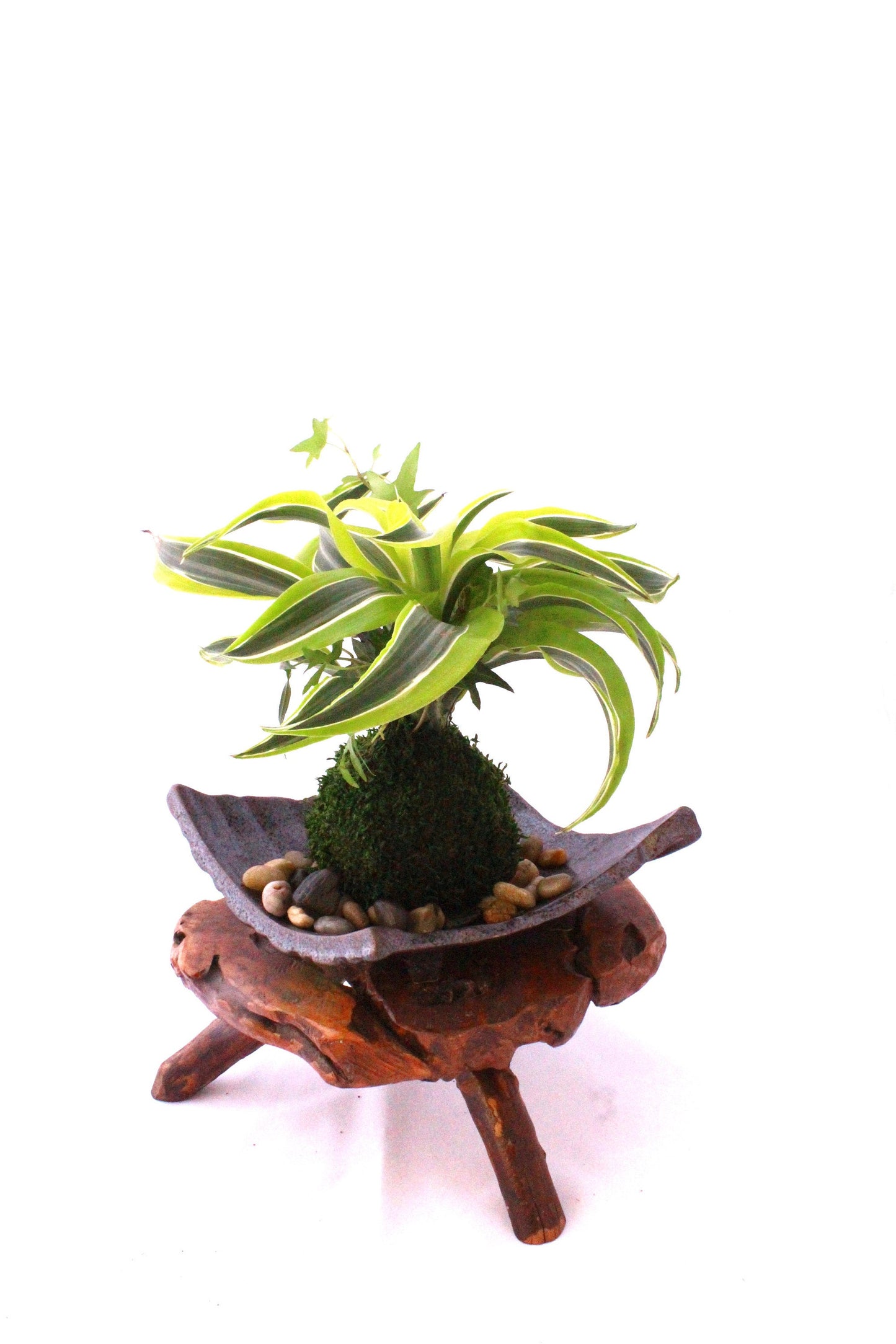 Arranged Kokedama with Lemon Lime Warneckii Dracaena and Ivy Kokedama, Japanese botanical art!