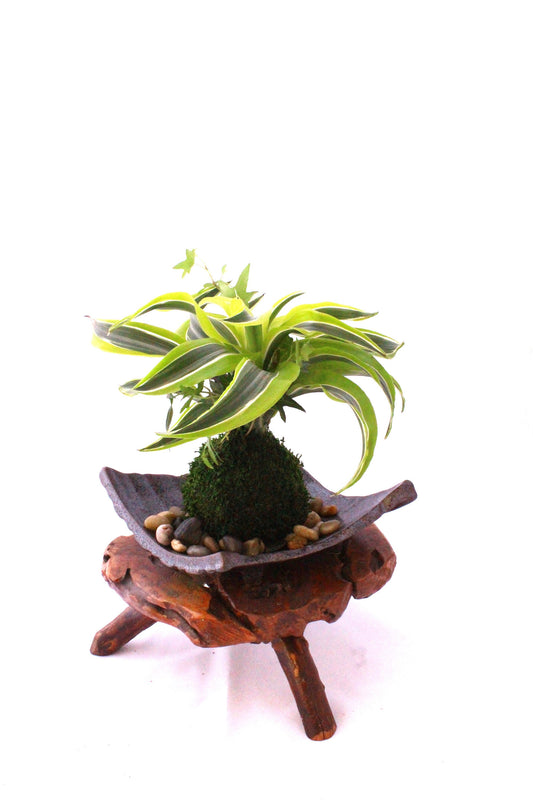 Arranged Kokedama with Lemon Lime Warneckii Dracaena and Ivy Kokedama, Japanese botanical art!
