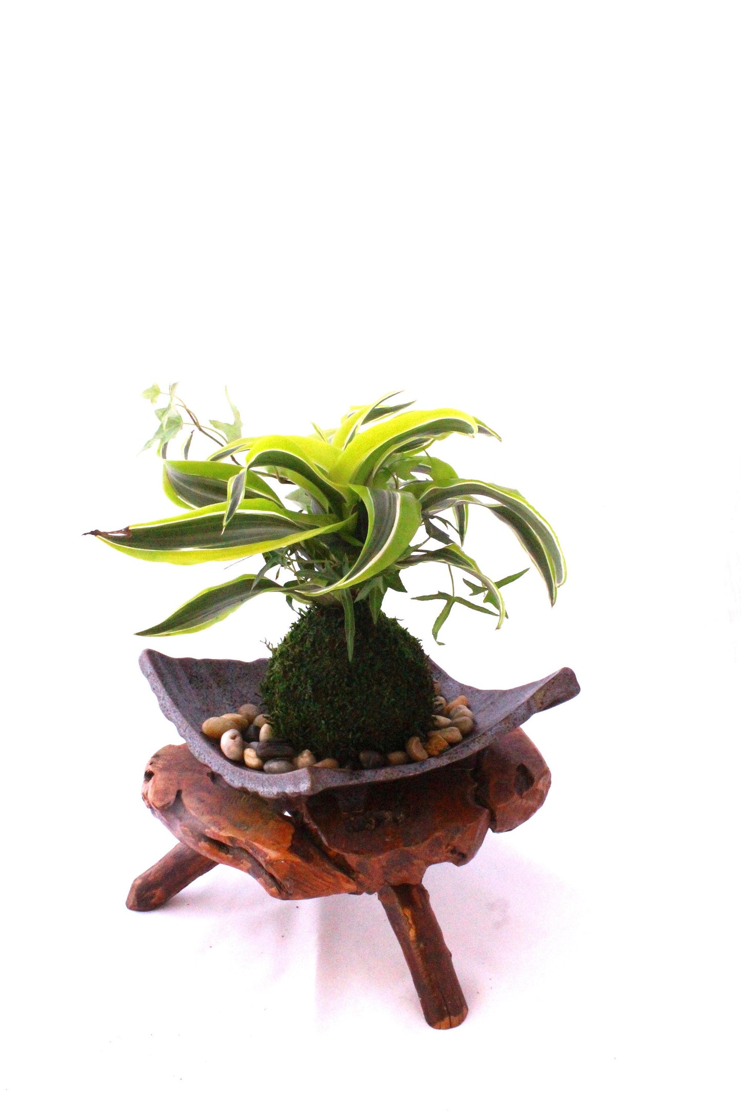 Arranged Kokedama with Lemon Lime Warneckii Dracaena and Ivy Kokedama, Japanese botanical art!