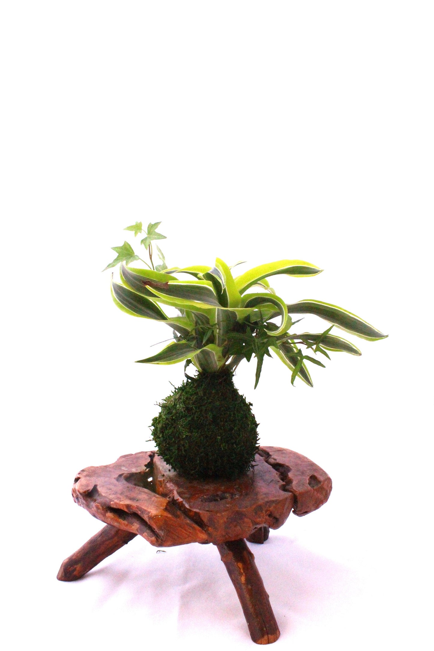 Arranged Kokedama with Lemon Lime Warneckii Dracaena and Ivy Kokedama, Japanese botanical art!