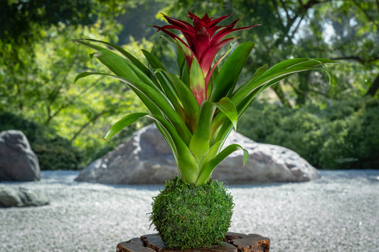 Lovely Burgundy colored Bromeliad Kokedama - Moss ball, Japanese indoor garden technique, cleanliness look live house decoration.