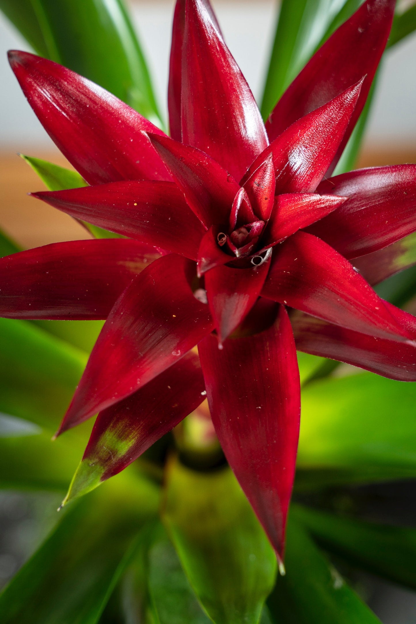 Lovely Burgundy colored Bromeliad Kokedama - Moss ball, Japanese indoor garden technique, cleanliness look live house decoration.