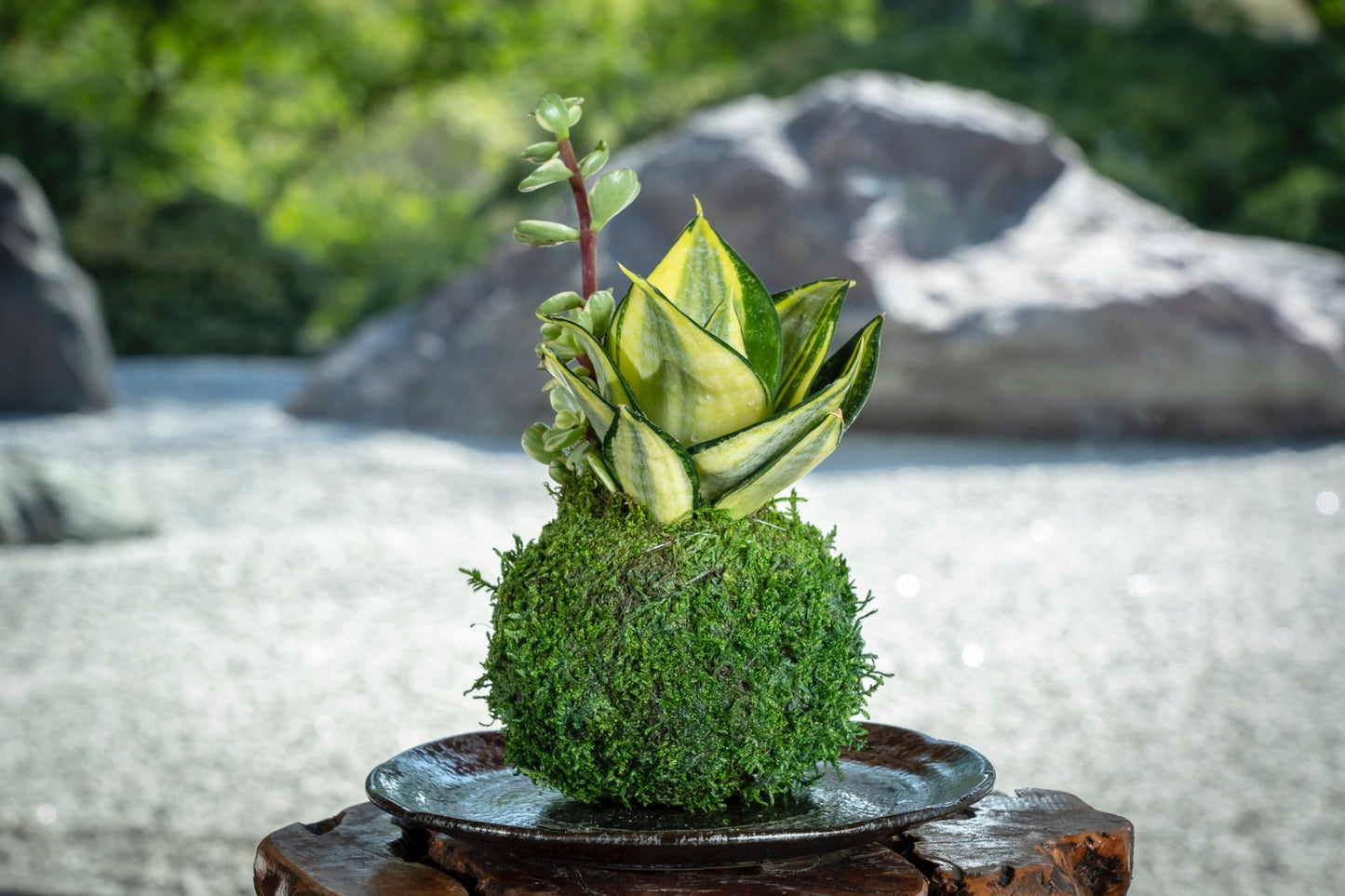 Snake Plant 'Gold Hahnii' (Sansevieria) Kokedama - Moss ball,  Best houseplant to improve indoor air quality. Drought tolerant plant!