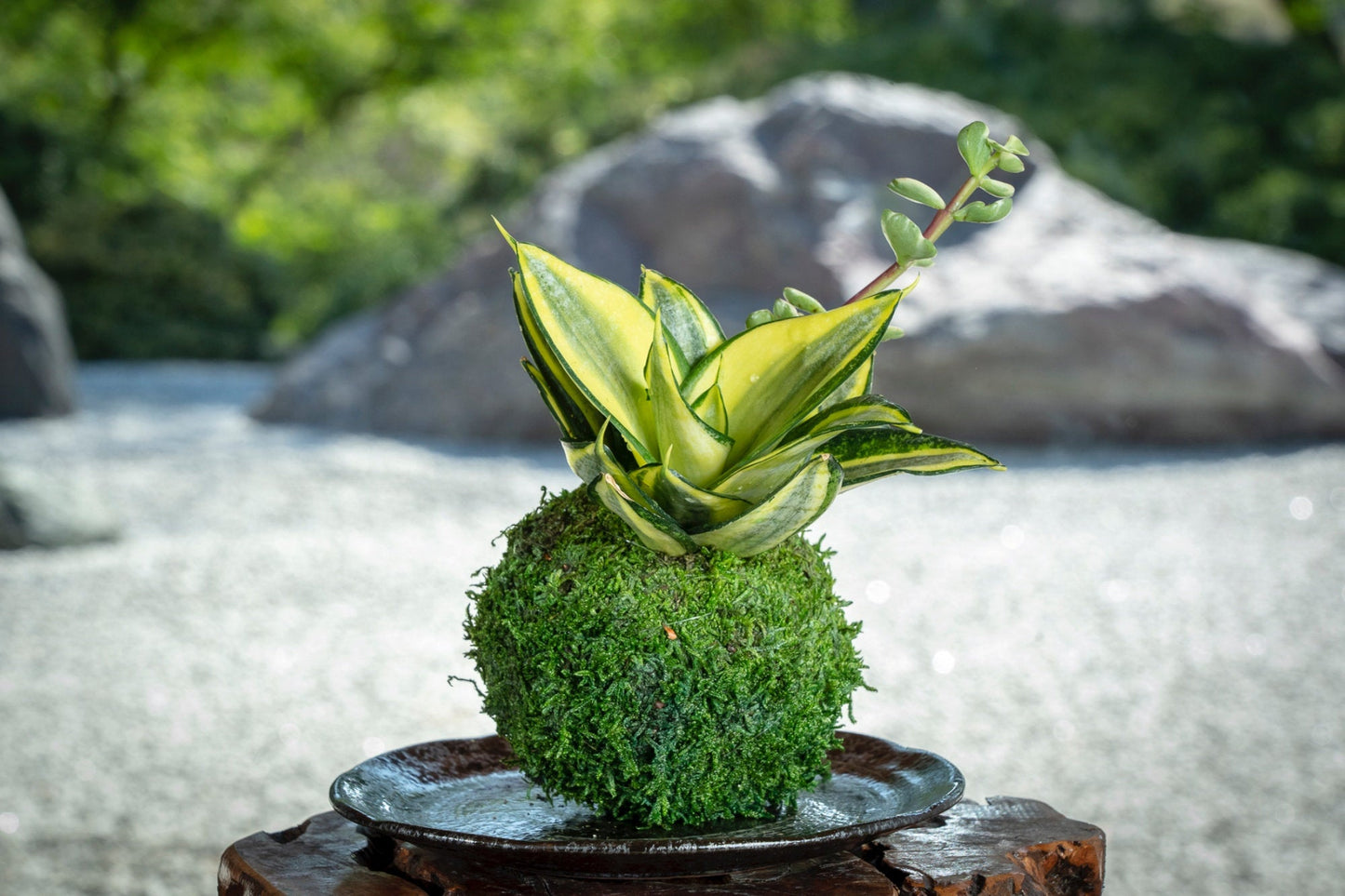 Snake Plant 'Gold Hahnii' (Sansevieria) Kokedama - Moss ball,  Best houseplant to improve indoor air quality. Drought tolerant plant!