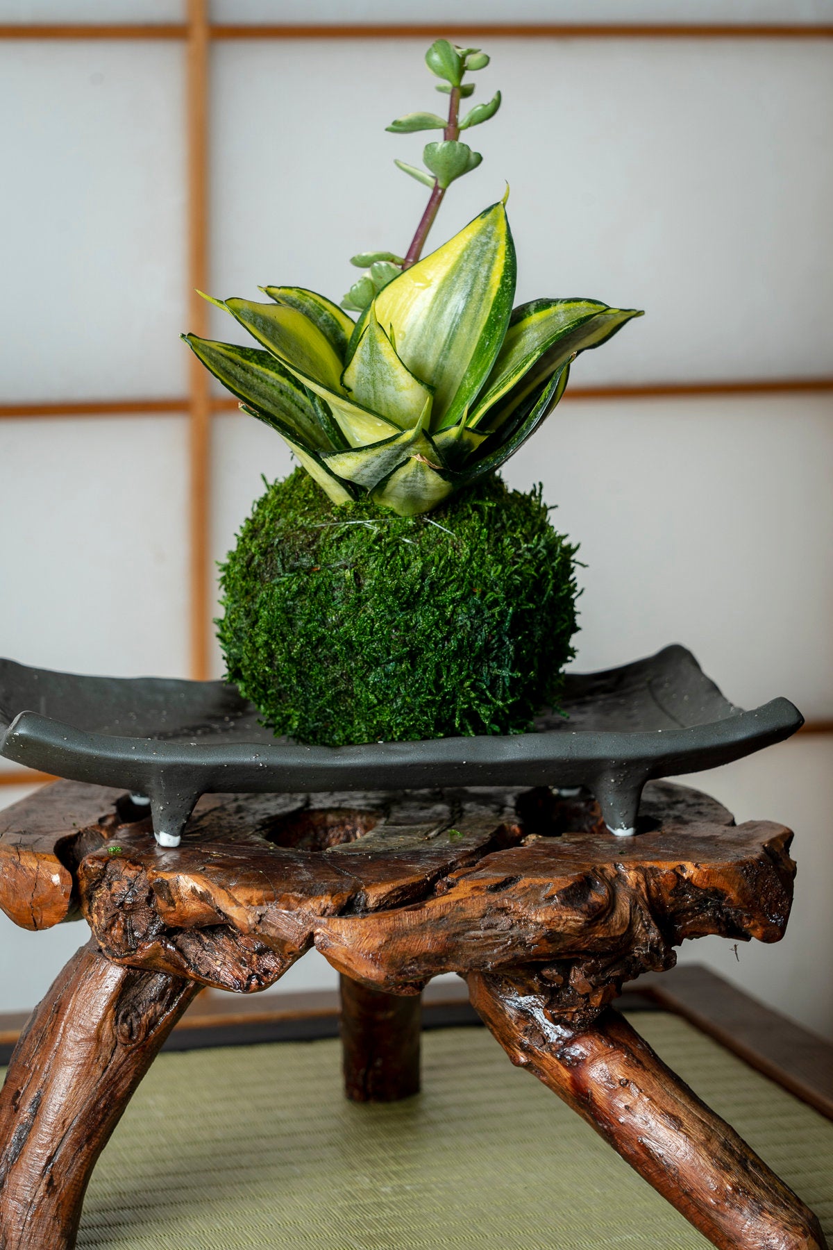 Snake Plant 'Gold Hahnii' (Sansevieria) Kokedama - Moss ball,  Best houseplant to improve indoor air quality. Drought tolerant plant!