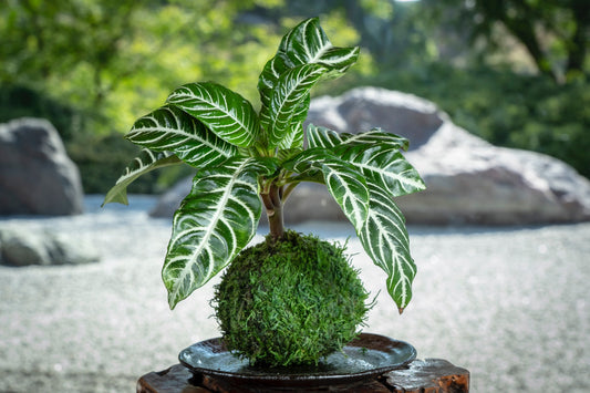 Zebra plant kokedama, mossball, Japanese traditional indoor garden technique.