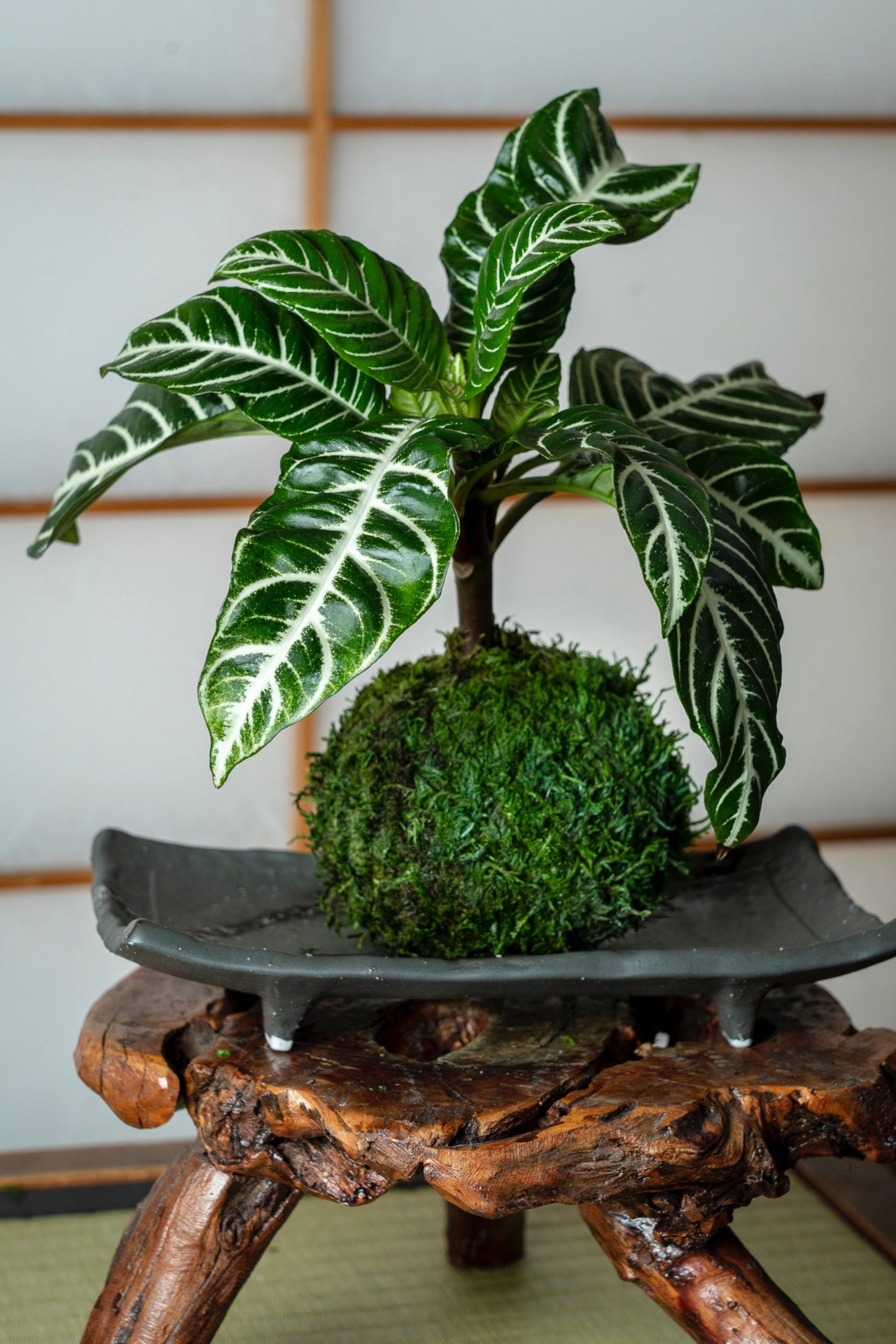 Zebra plant kokedama, mossball, Japanese traditional indoor garden technique.