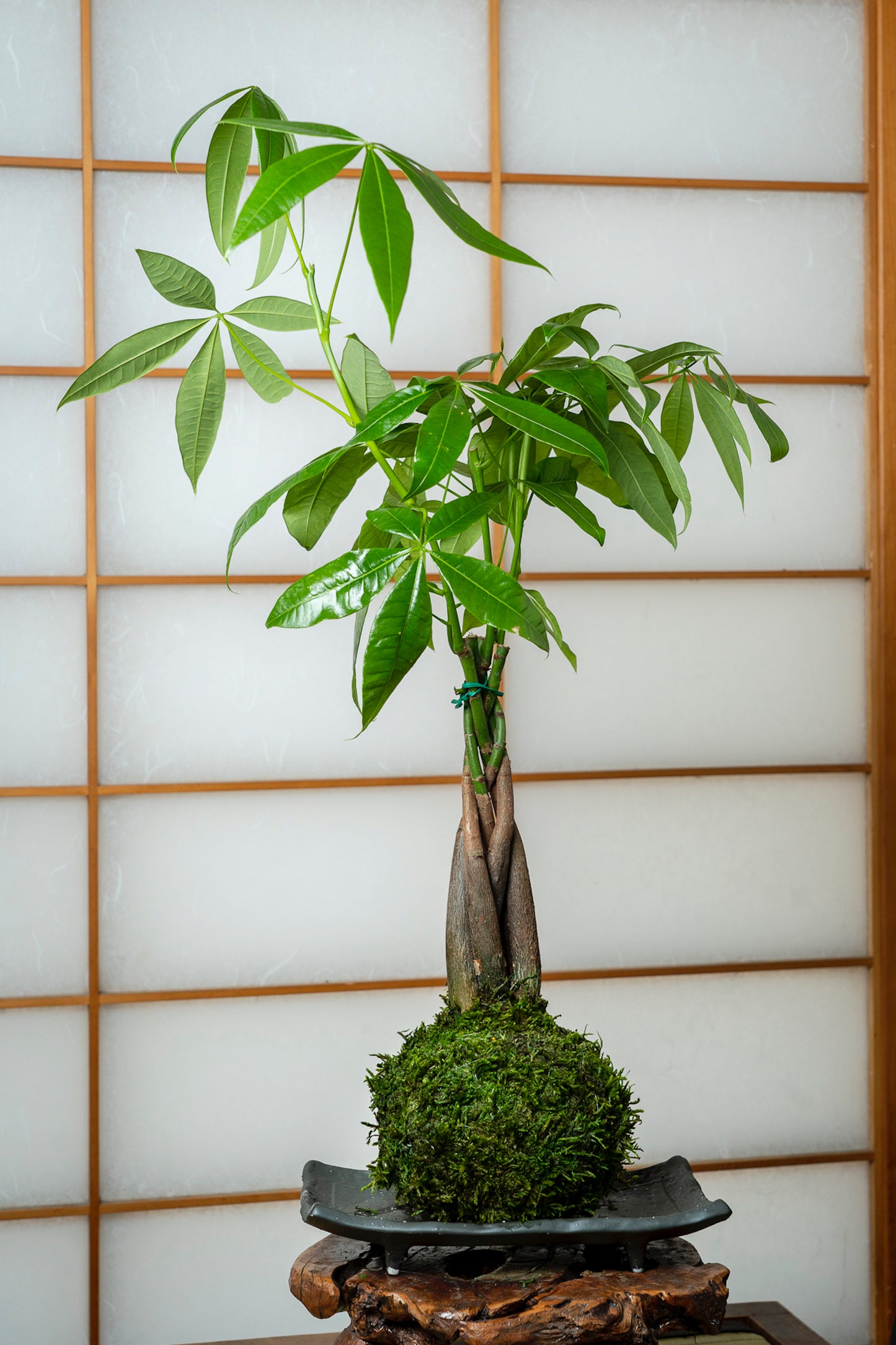 Money Tree, Pachira Kokedama - Moss ball, Feng Sui Lucky Plant, Bring you prosperity.