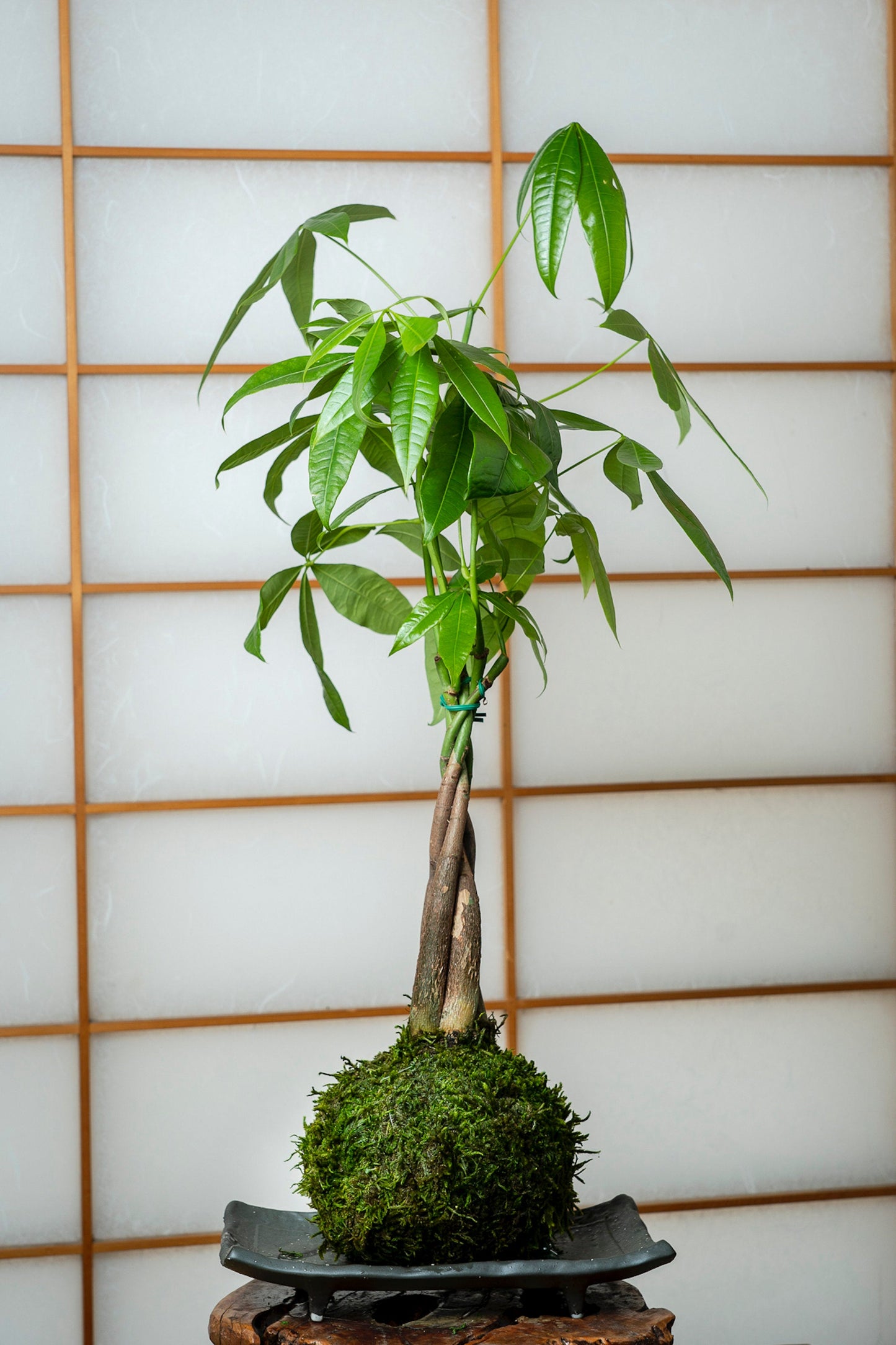 Money Tree, Pachira Kokedama - Moss ball, Feng Sui Lucky Plant, Bring you prosperity.