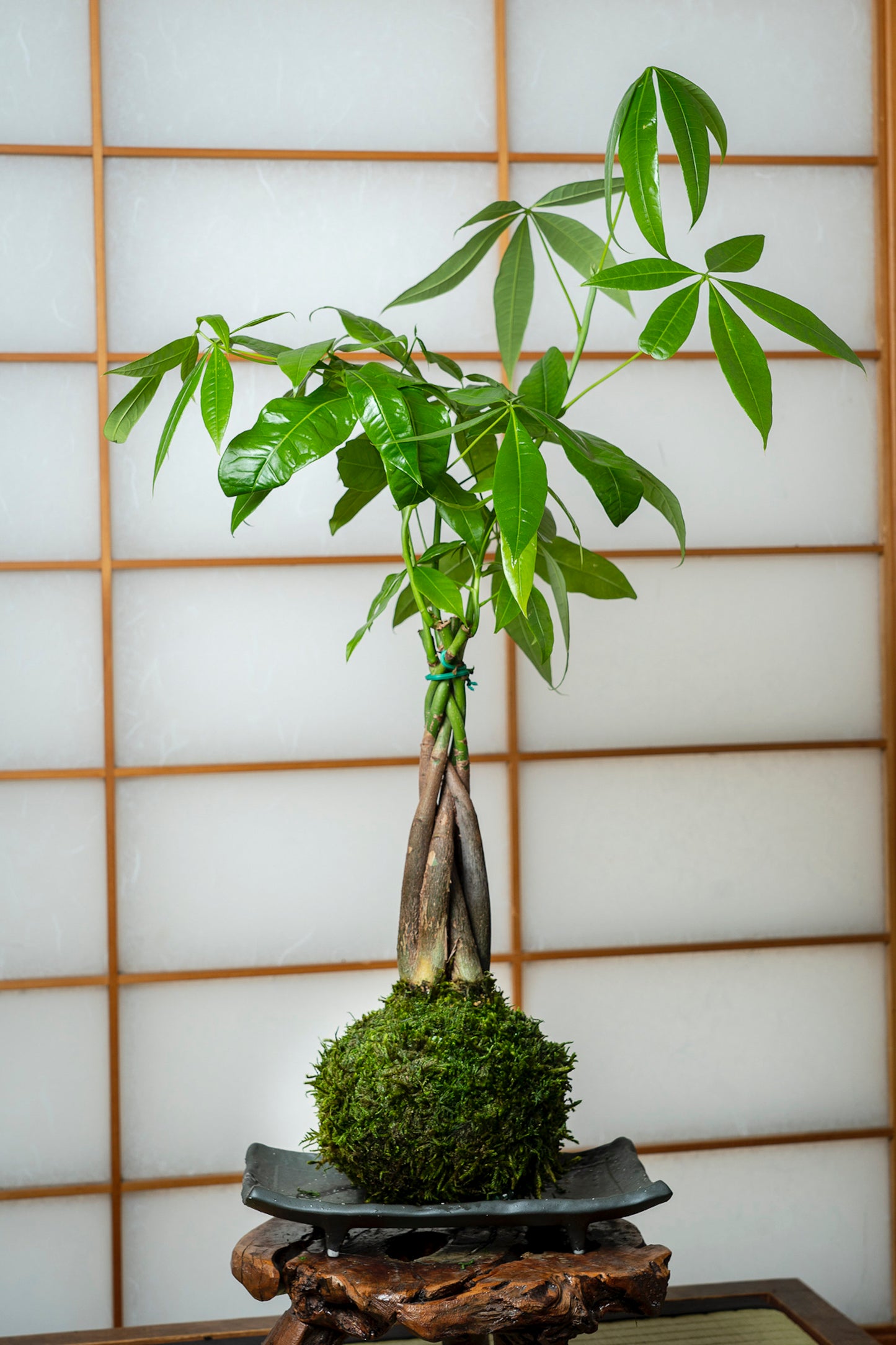 Money Tree, Pachira Kokedama - Moss ball, Feng Sui Lucky Plant, Bring you prosperity.