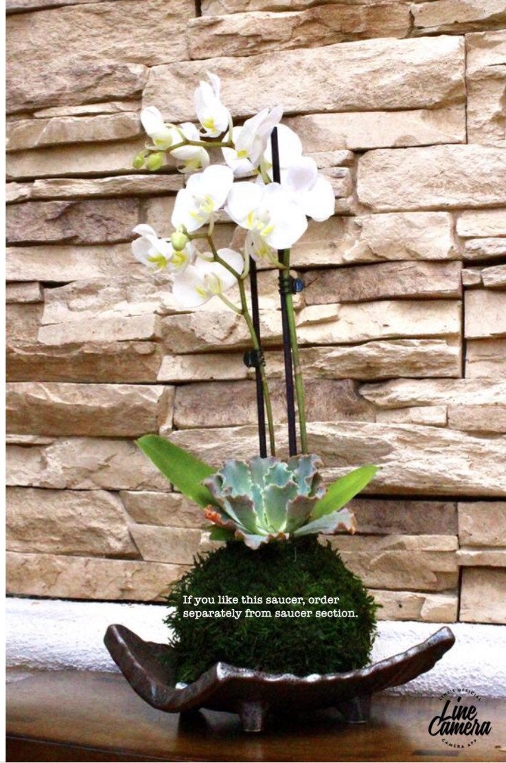 Kokedama - Moss ball with beautiful pure white orchid  with succulents, enjoy with succulent after orchid blooming!