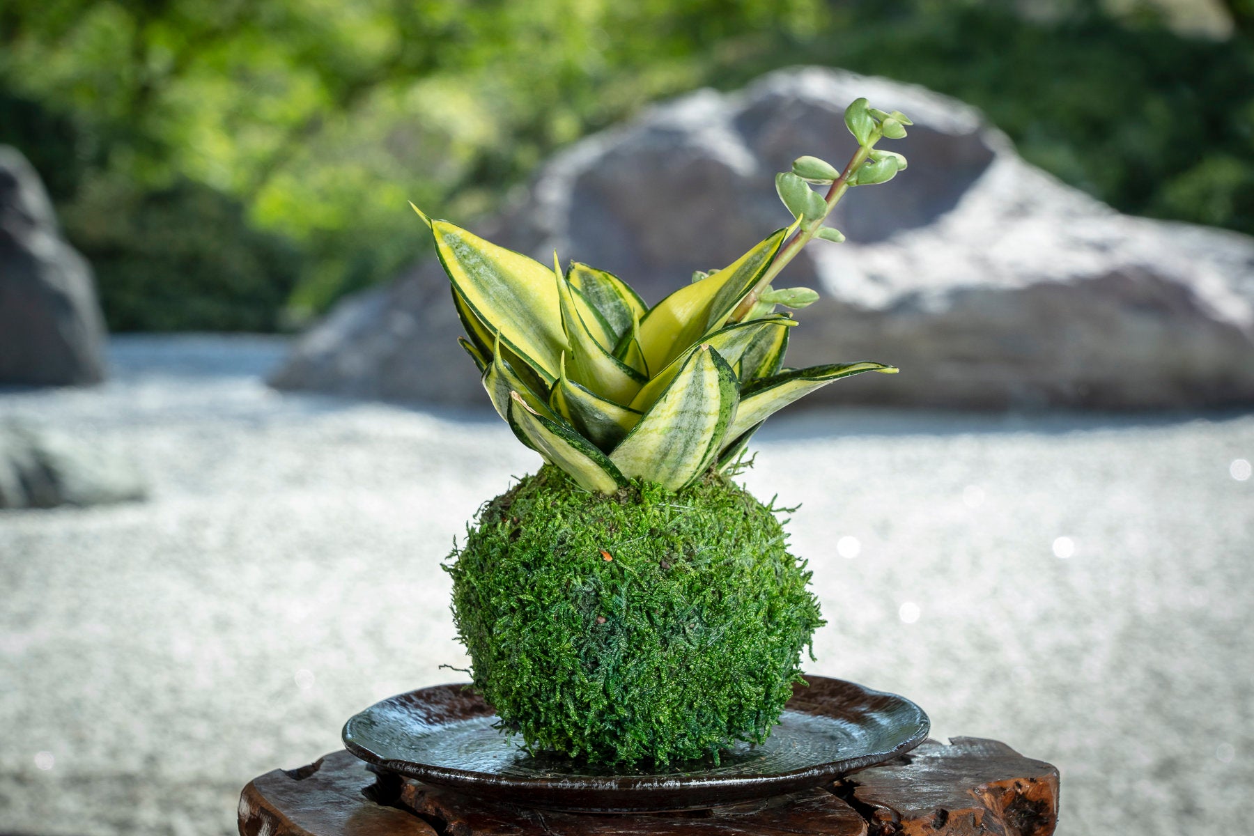 snake plant peat moss Snake Plant 'Gold Hahnii' (Sansevieria) Kokedama