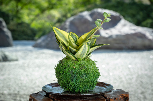 Snake Plant 'Gold Hahnii' (Sansevieria) Kokedama - Moss ball,  Best houseplant to improve indoor air quality. Drought tolerant plant!
