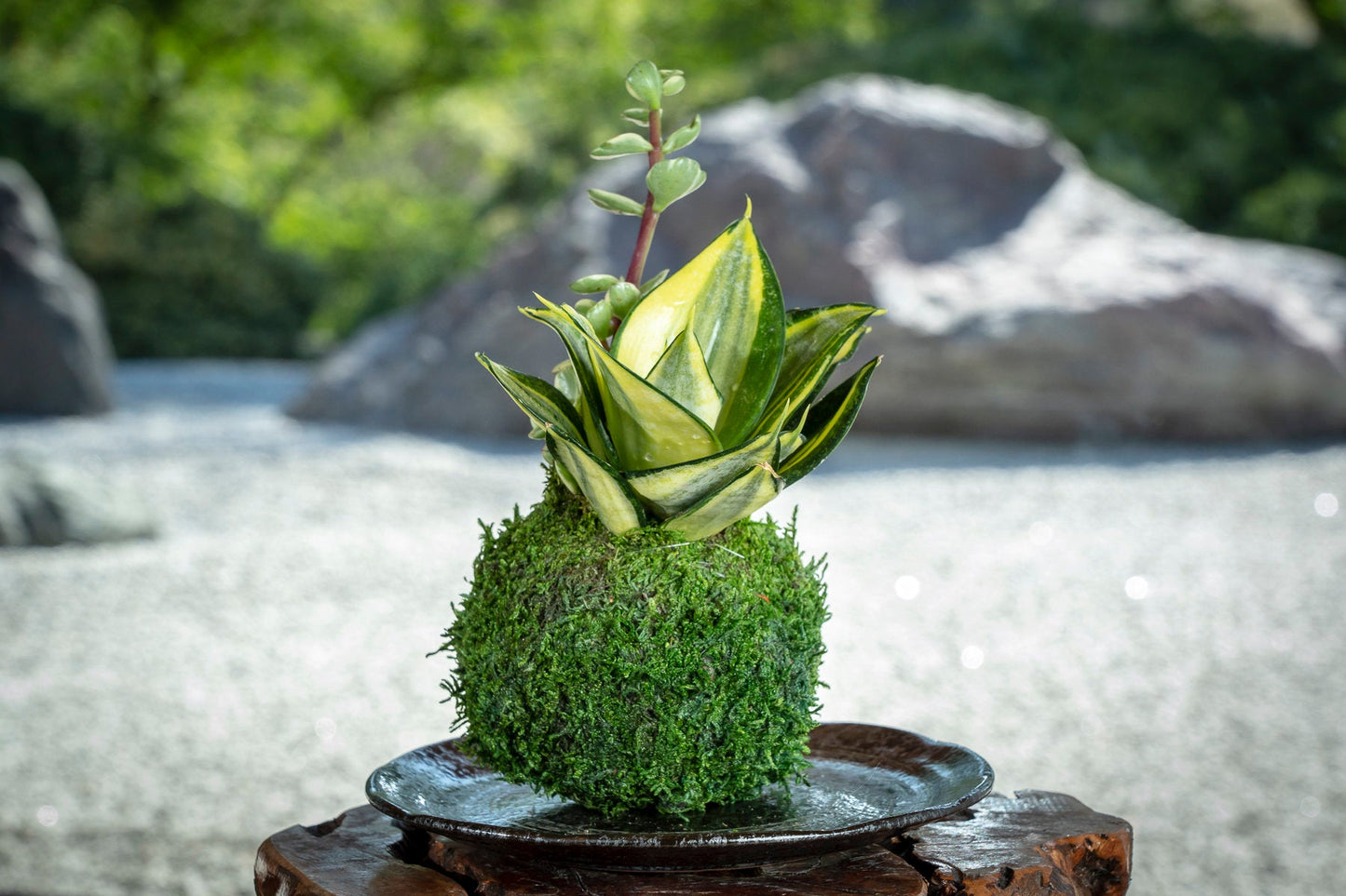 Snake Plant 'Gold Hahnii' (Sansevieria) Kokedama - Moss ball,  Best houseplant to improve indoor air quality. Drought tolerant plant!