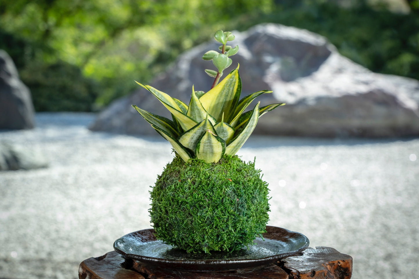 Snake Plant 'Gold Hahnii' (Sansevieria) Kokedama - Moss ball,  Best houseplant to improve indoor air quality. Drought tolerant plant!