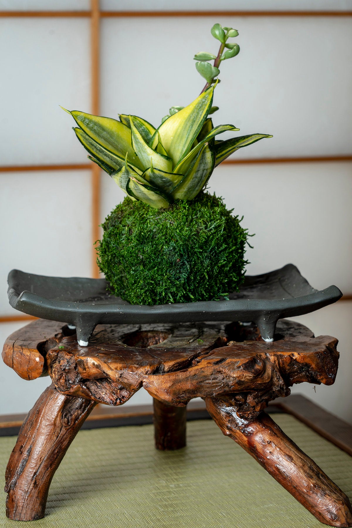 Snake Plant 'Gold Hahnii' (Sansevieria) Kokedama - Moss ball,  Best houseplant to improve indoor air quality. Drought tolerant plant!