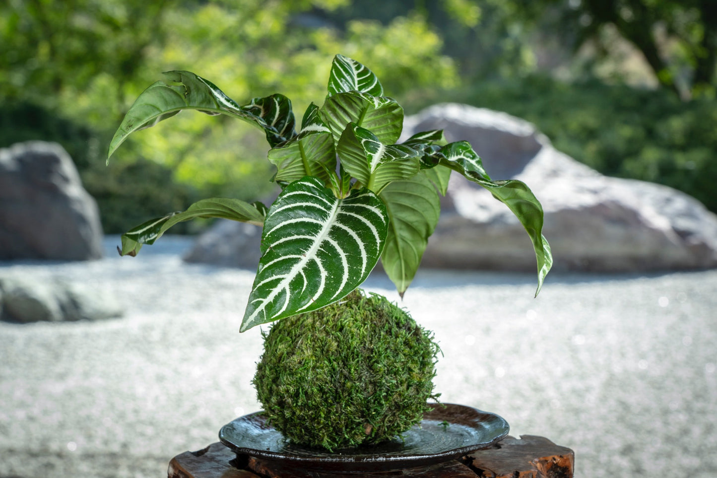 Zebra plant kokedama, mossball, Japanese traditional indoor garden technique.