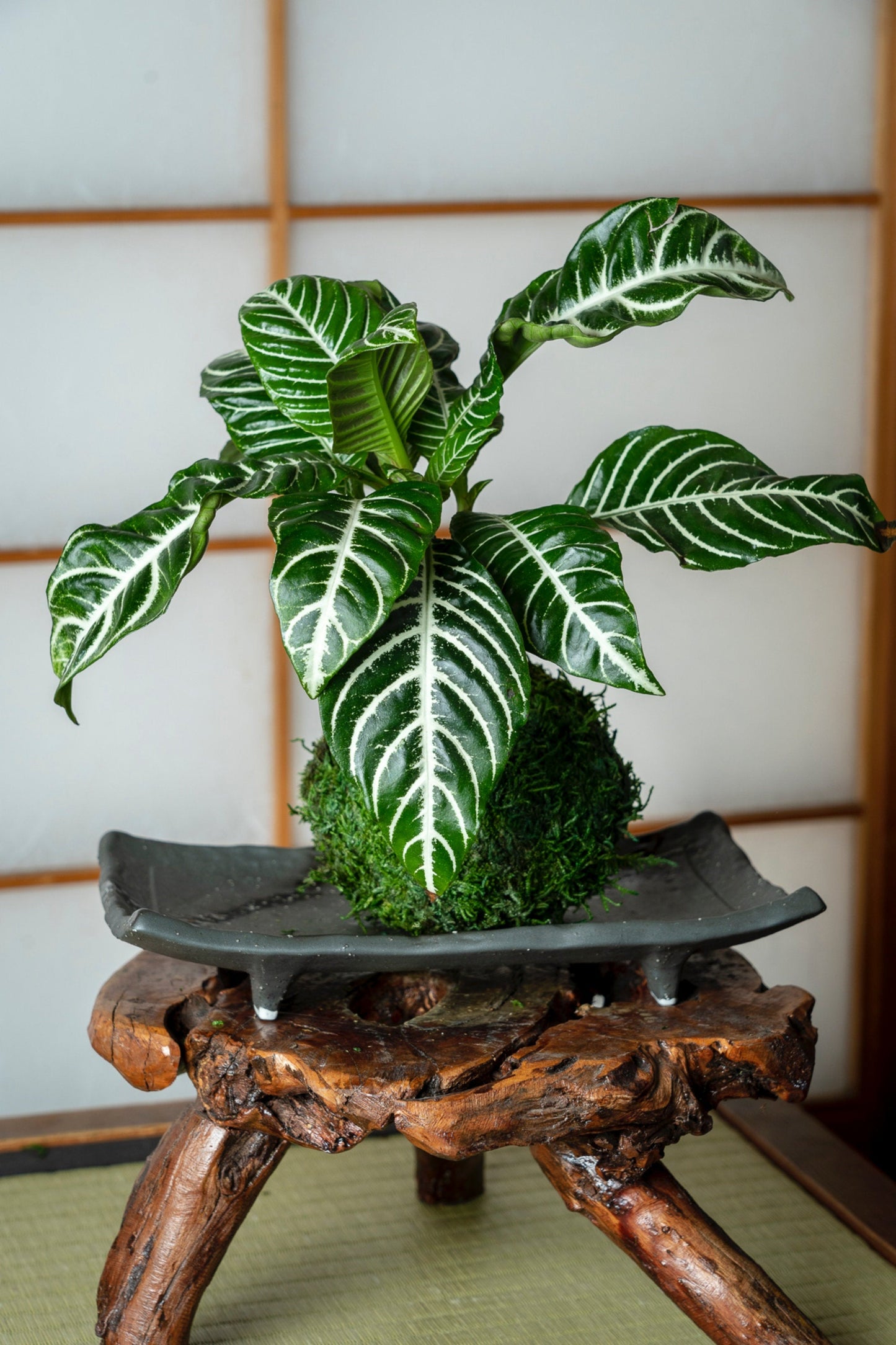 Zebra plant kokedama, mossball, Japanese traditional indoor garden technique.