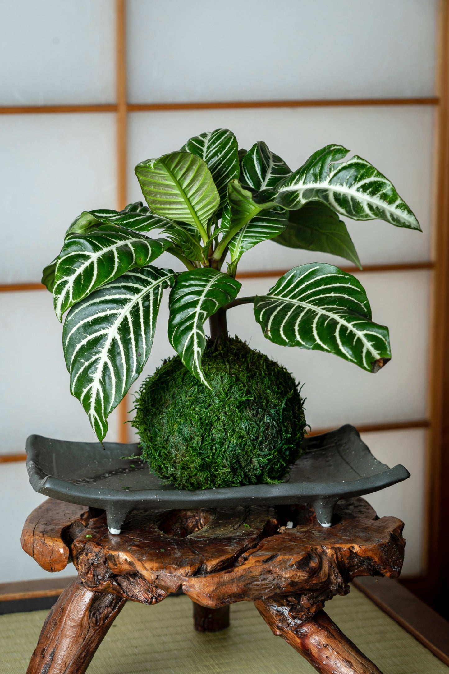 Zebra plant kokedama, mossball, Japanese traditional indoor garden technique.