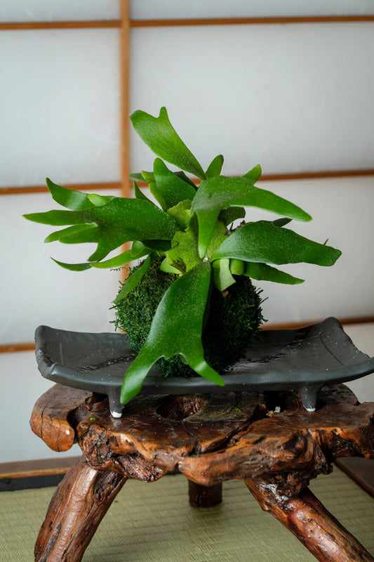 Japanese traditional indoor garden technique - Kokedama - Moss ball with Staghorn