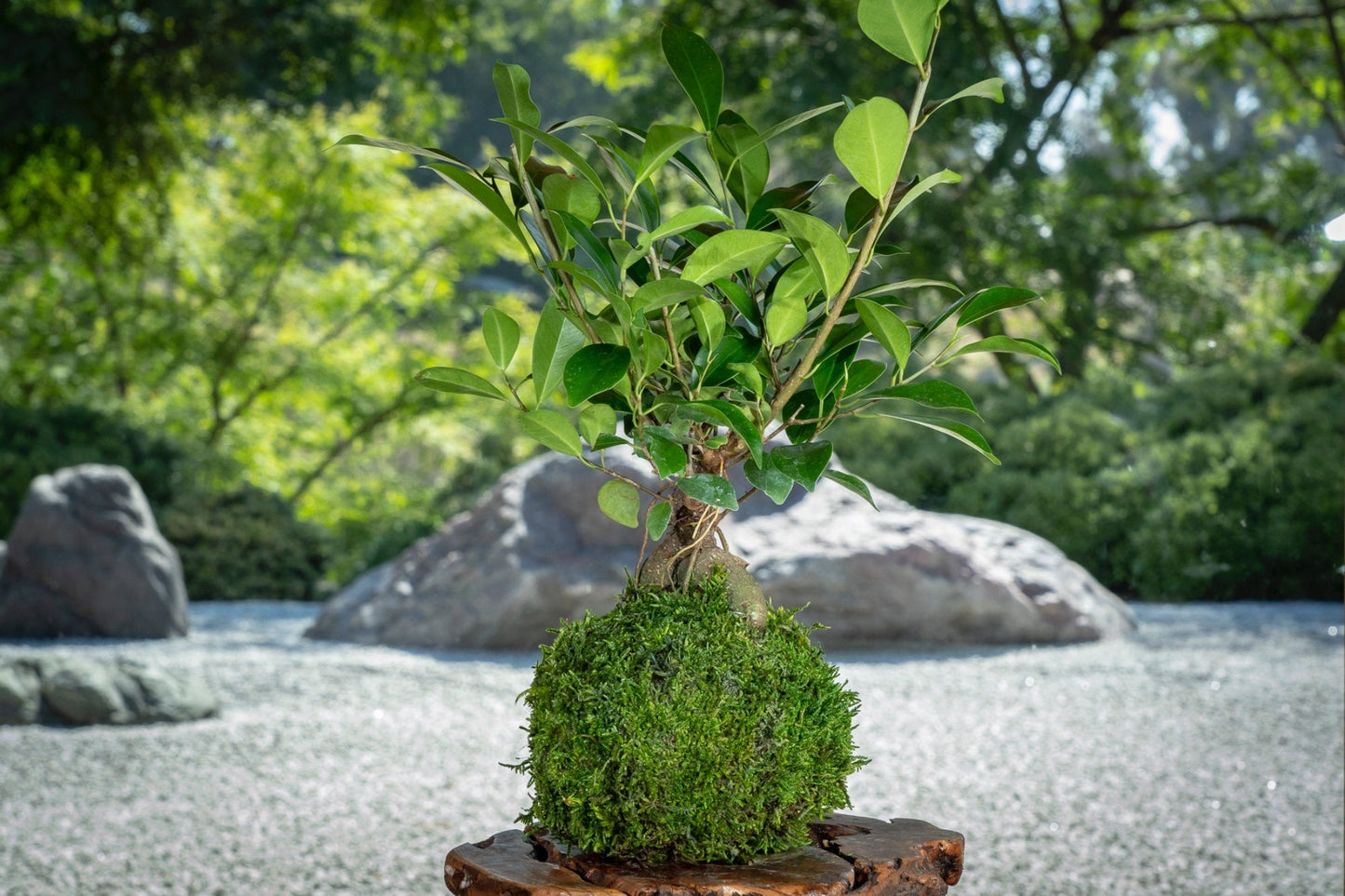 Banyan tree(Ginsen Ficus) Kokedama - Tree that bring happiness!