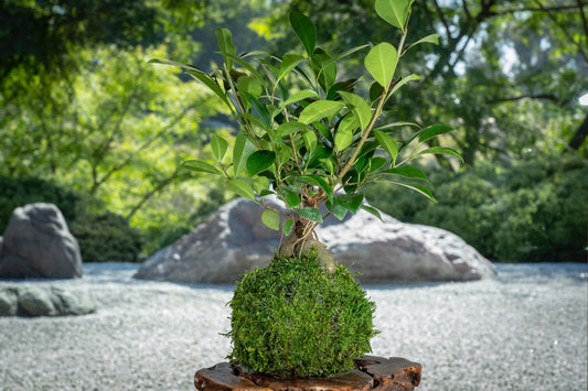 Banyan tree(Ginsen Ficus) Kokedama - Tree that bring happiness!