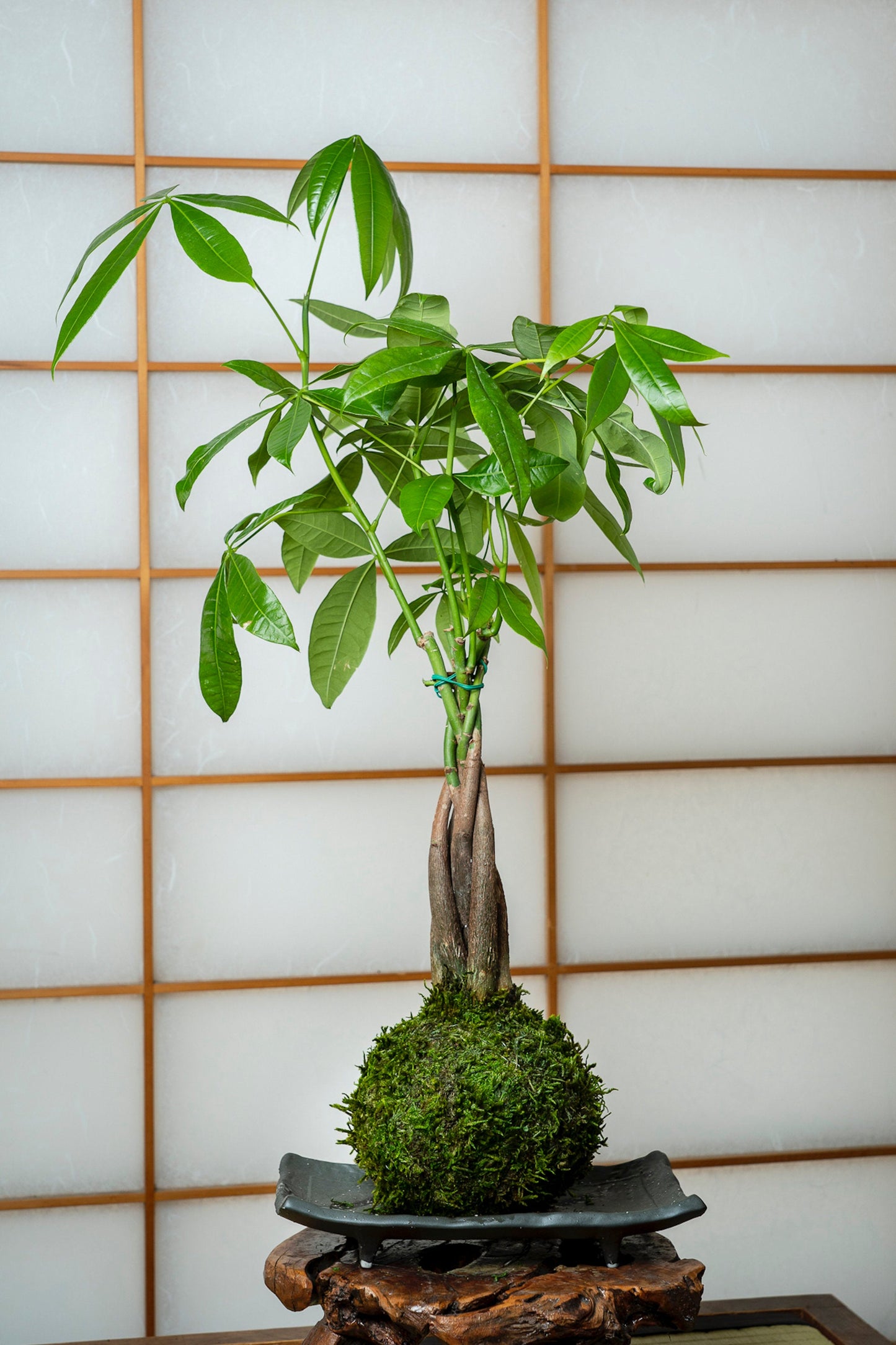 Money Tree, Pachira Kokedama - Moss ball, Feng Sui Lucky Plant, Bring you prosperity.