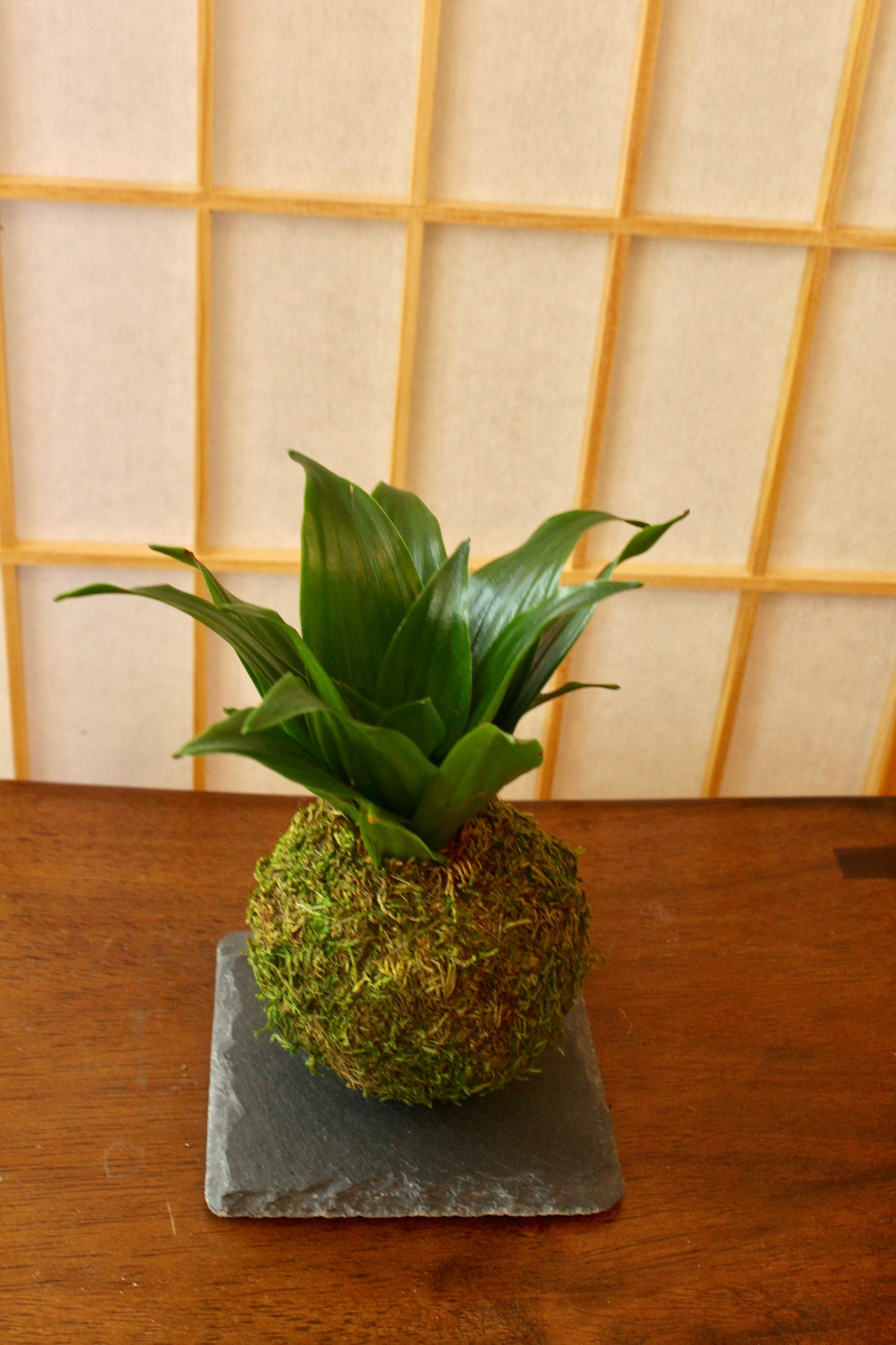 Mini Janet Craig plant Kokedama - Moss ball, Living Japanese art, spin off of Bonsai!