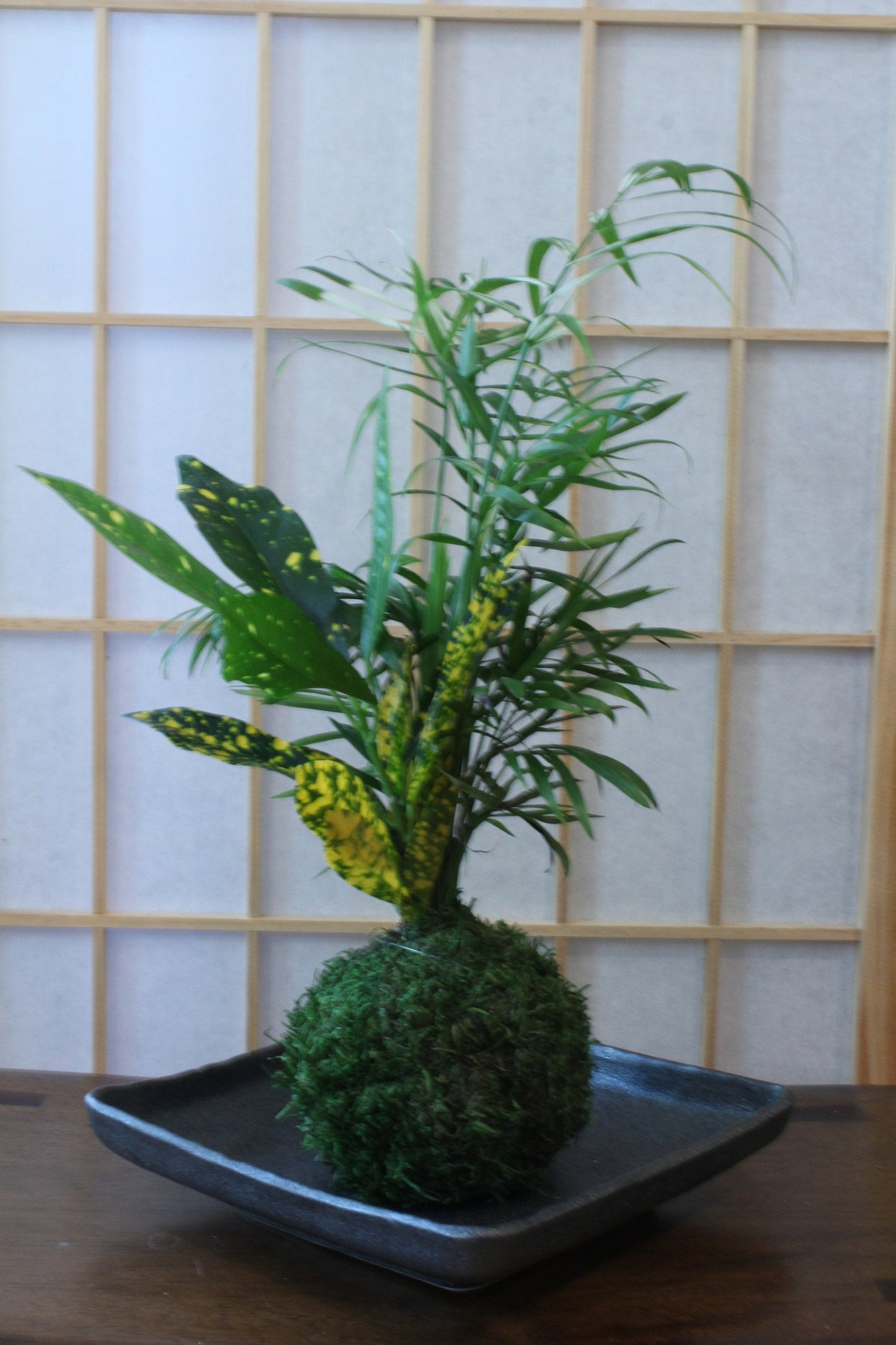 Parlor Palm and Croton arranged Kokedama - Moss ball, Living Japanese art, spin off of Bonsai!
