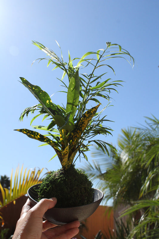 Parlor Palm and Croton arranged  Kokedama - Moss ball, Living Japanese art, spin off of Bonsai!