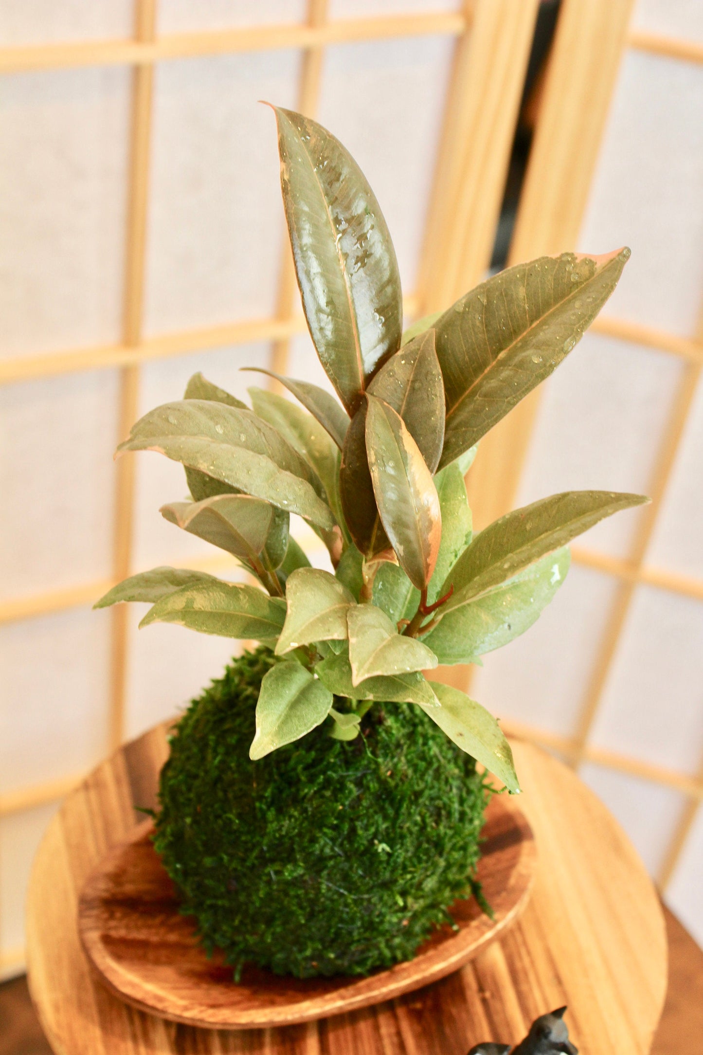 Rubber plant Kokedam,  Ruby | Ficus Elastica | Rubber Tree Variegated | Rubber Bush | Live Plant | Houseplant |