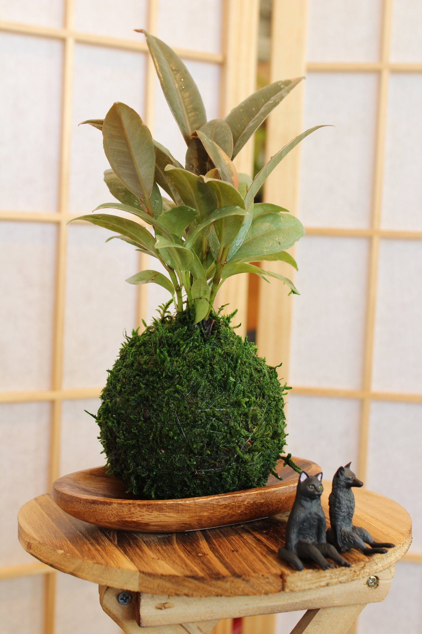 Rubber plant Kokedam,  Ruby | Ficus Elastica | Rubber Tree Variegated | Rubber Bush | Live Plant | Houseplant |