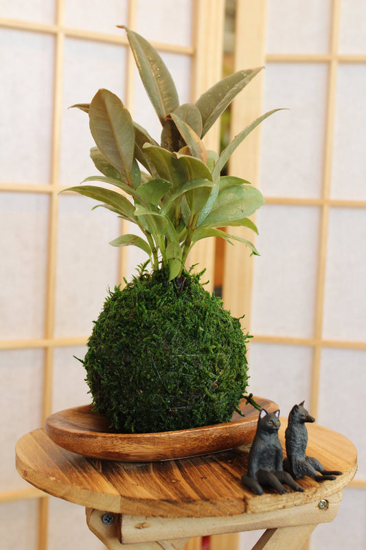 Rubber plant Kokedam,  Ruby | Ficus Elastica | Rubber Tree Variegated | Rubber Bush | Live Plant | Houseplant |