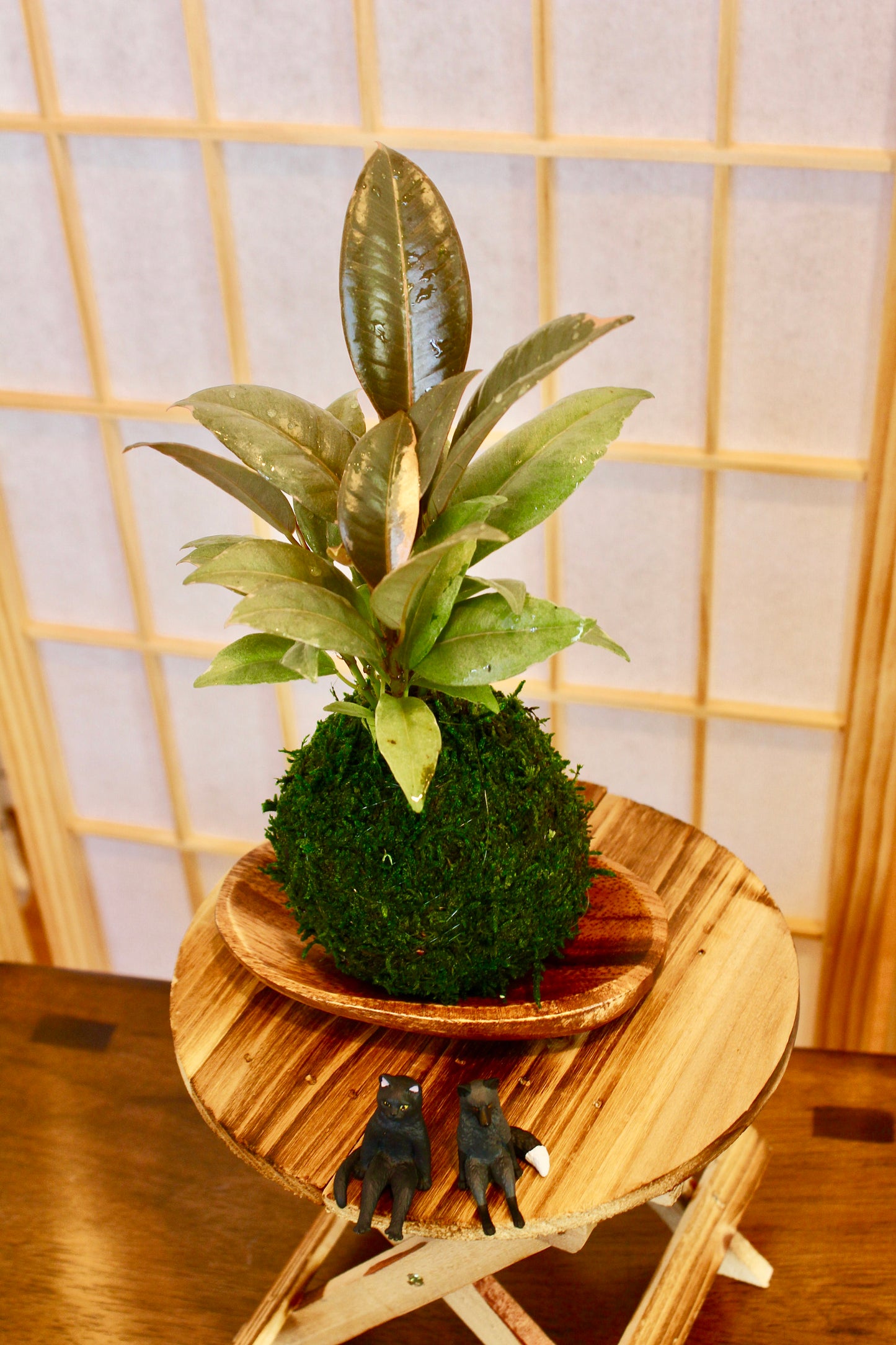 Rubber plant Kokedam,  Ruby | Ficus Elastica | Rubber Tree Variegated | Rubber Bush | Live Plant | Houseplant |