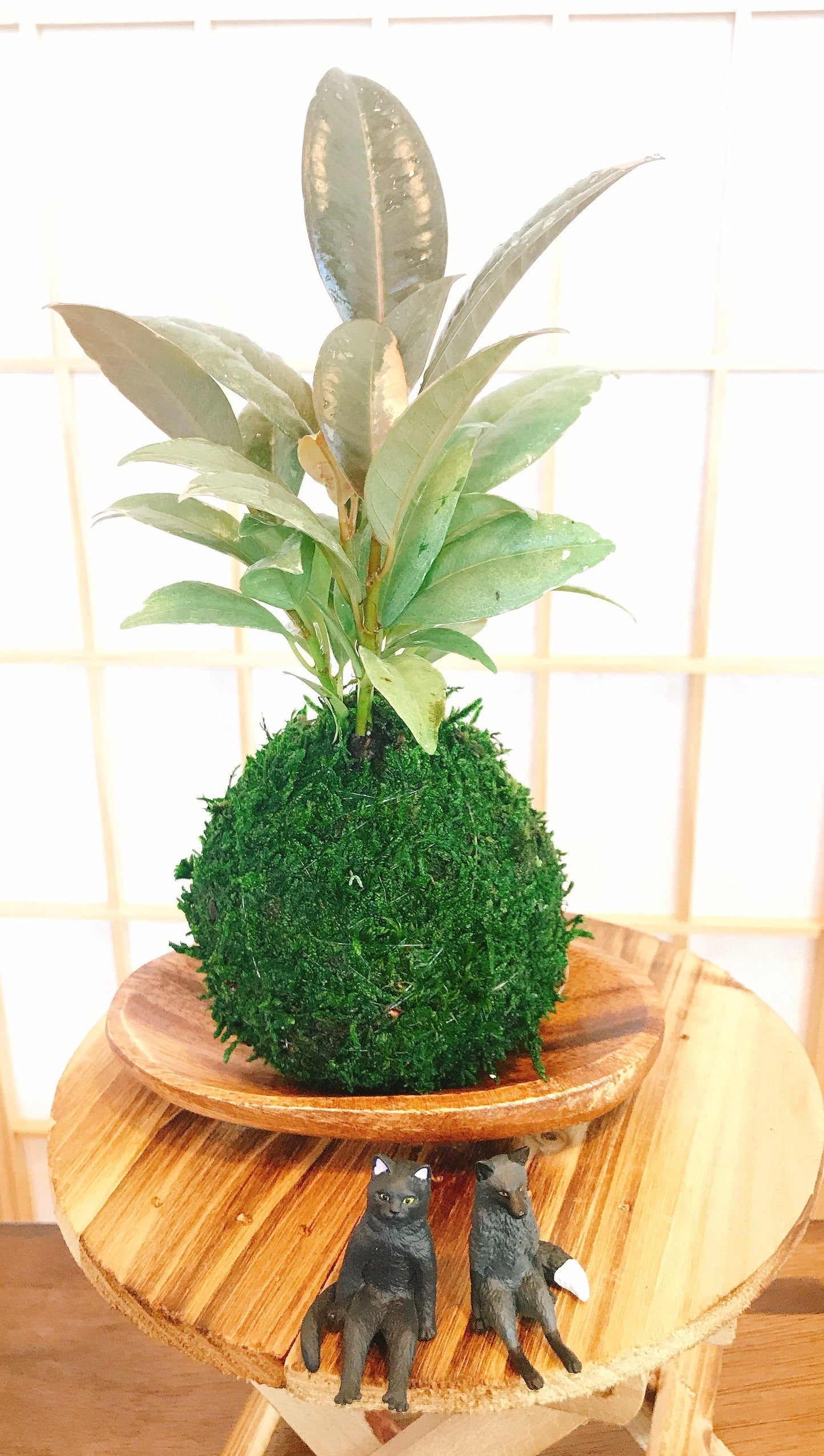 Rubber plant Kokedam,  Ruby | Ficus Elastica | Rubber Tree Variegated | Rubber Bush | Live Plant | Houseplant |