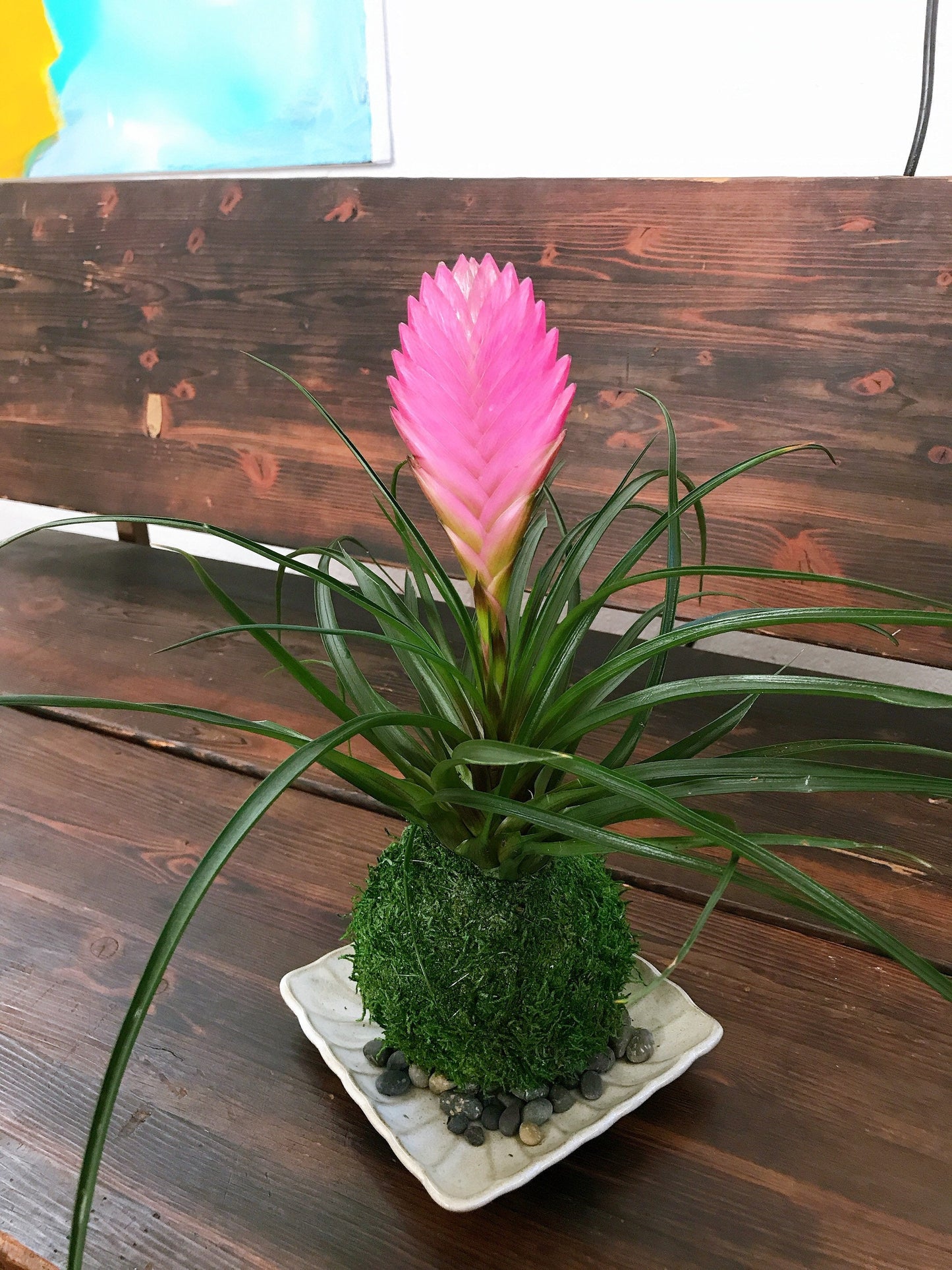Pink Quill, Tillandsia cyanea Kokedama - Moss ball with stunning Pink Quill plant. Great gift for any occasion!