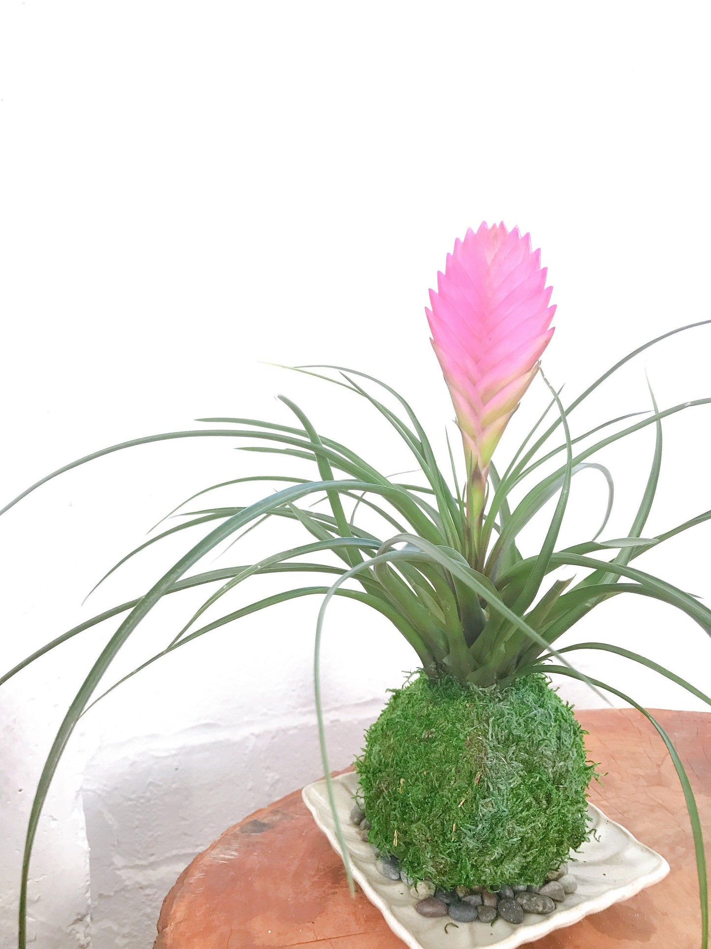 Pink Quill, Tillandsia cyanea Kokedama - Moss ball with stunning Pink Quill plant. Great gift for any occasion!