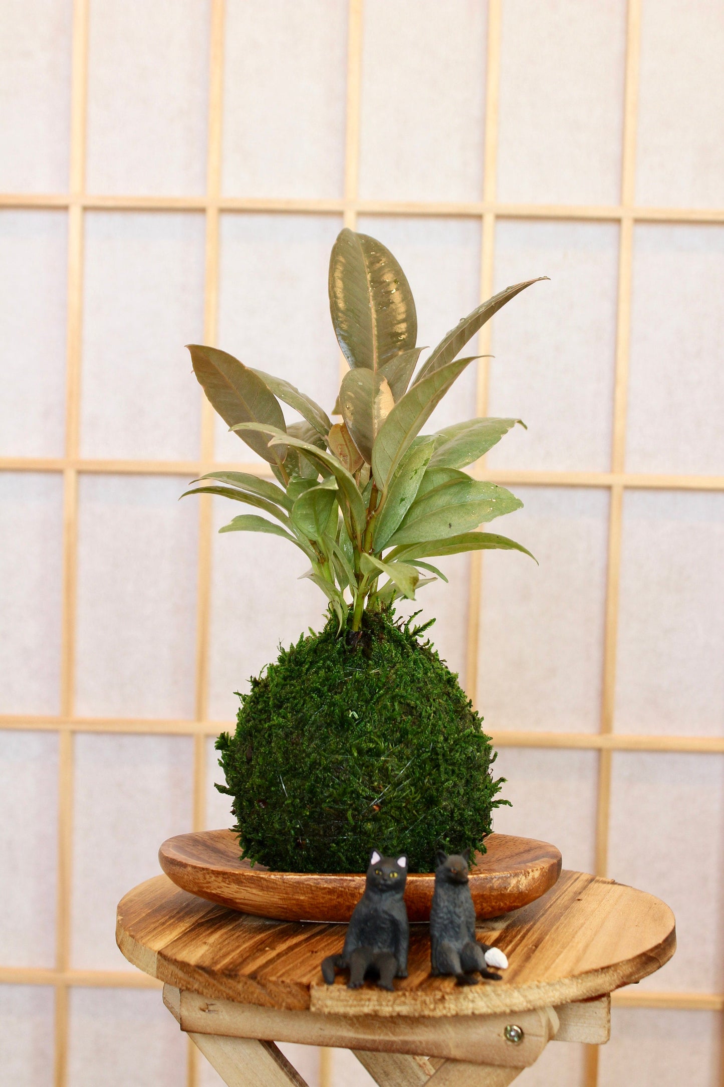 Rubber plant Kokedam,  Ruby | Ficus Elastica | Rubber Tree Variegated | Rubber Bush | Live Plant | Houseplant |