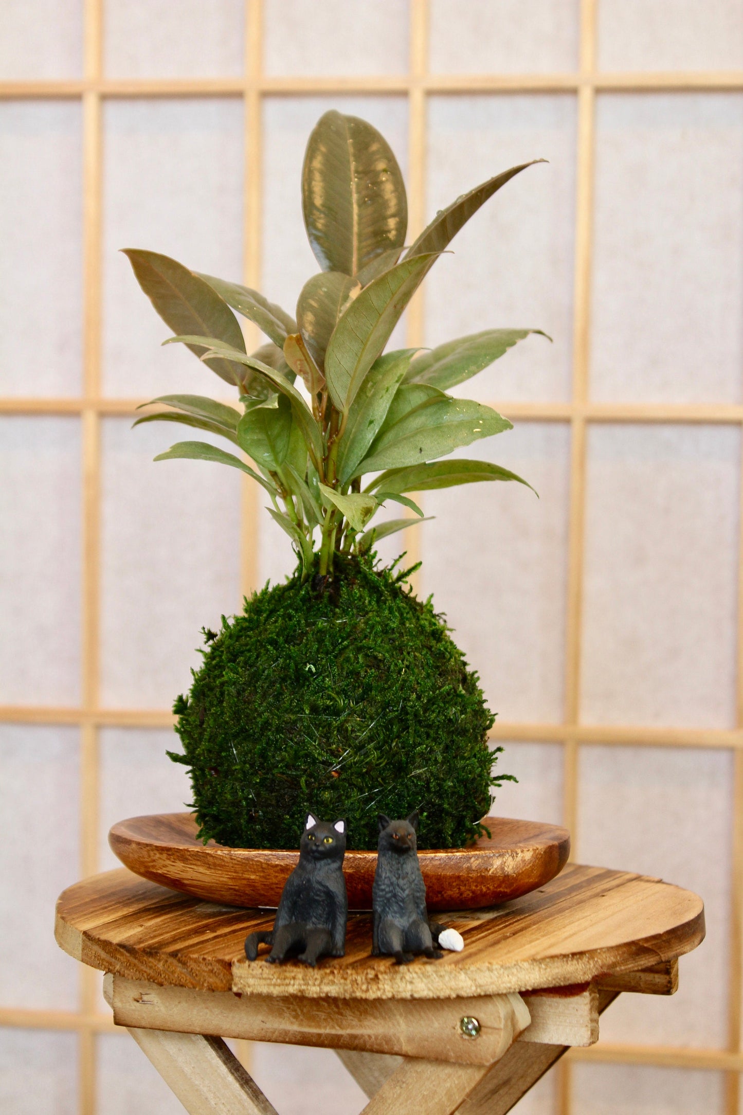 Rubber plant Kokedam,  Ruby | Ficus Elastica | Rubber Tree Variegated | Rubber Bush | Live Plant | Houseplant |