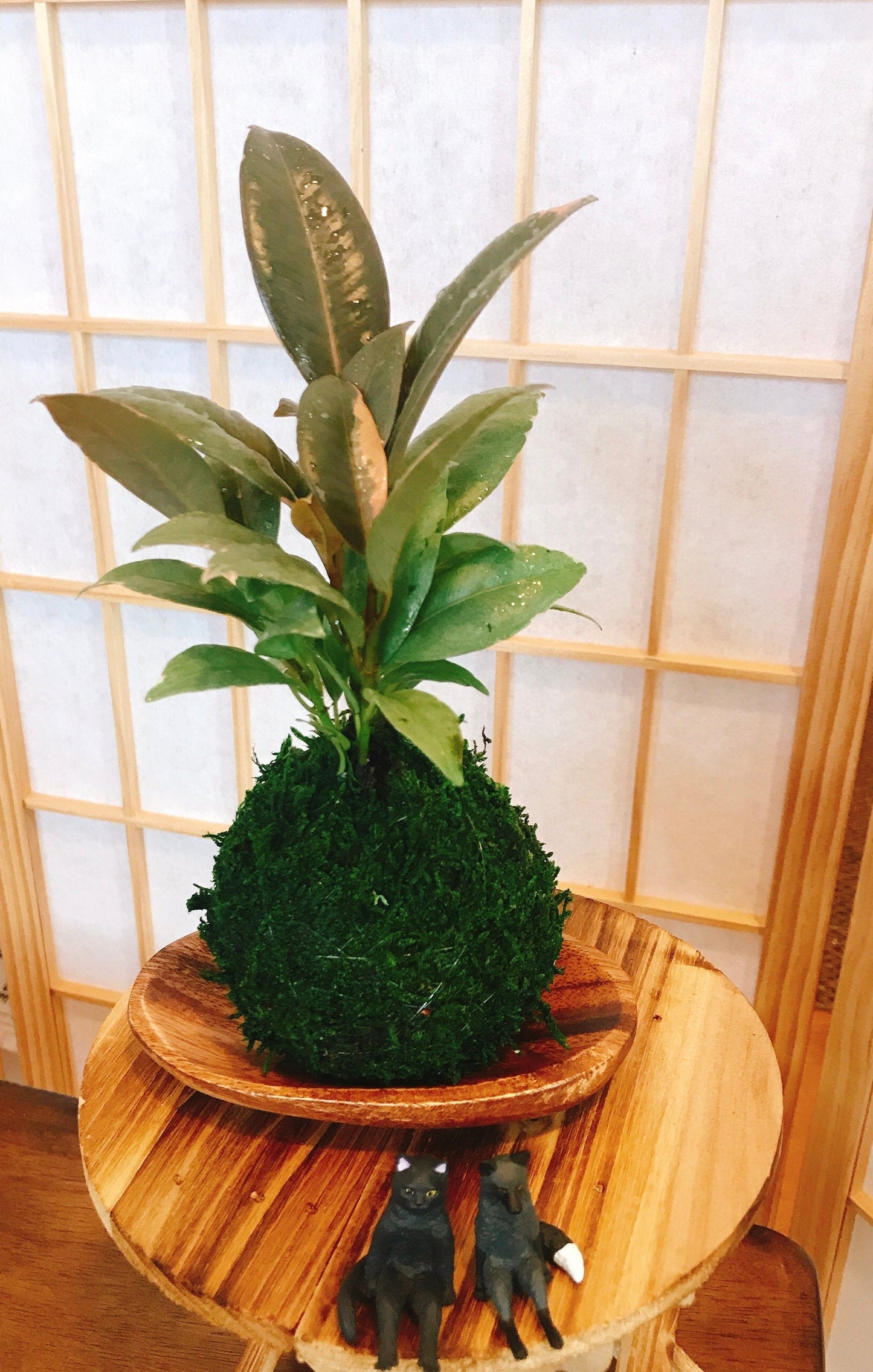 Rubber plant Kokedam,  Ruby | Ficus Elastica | Rubber Tree Variegated | Rubber Bush | Live Plant | Houseplant |