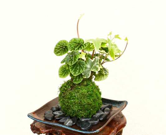 Ripple peperomia and ivy arranged Kokedama - Moss ball, Japanese ancient botanical technique.