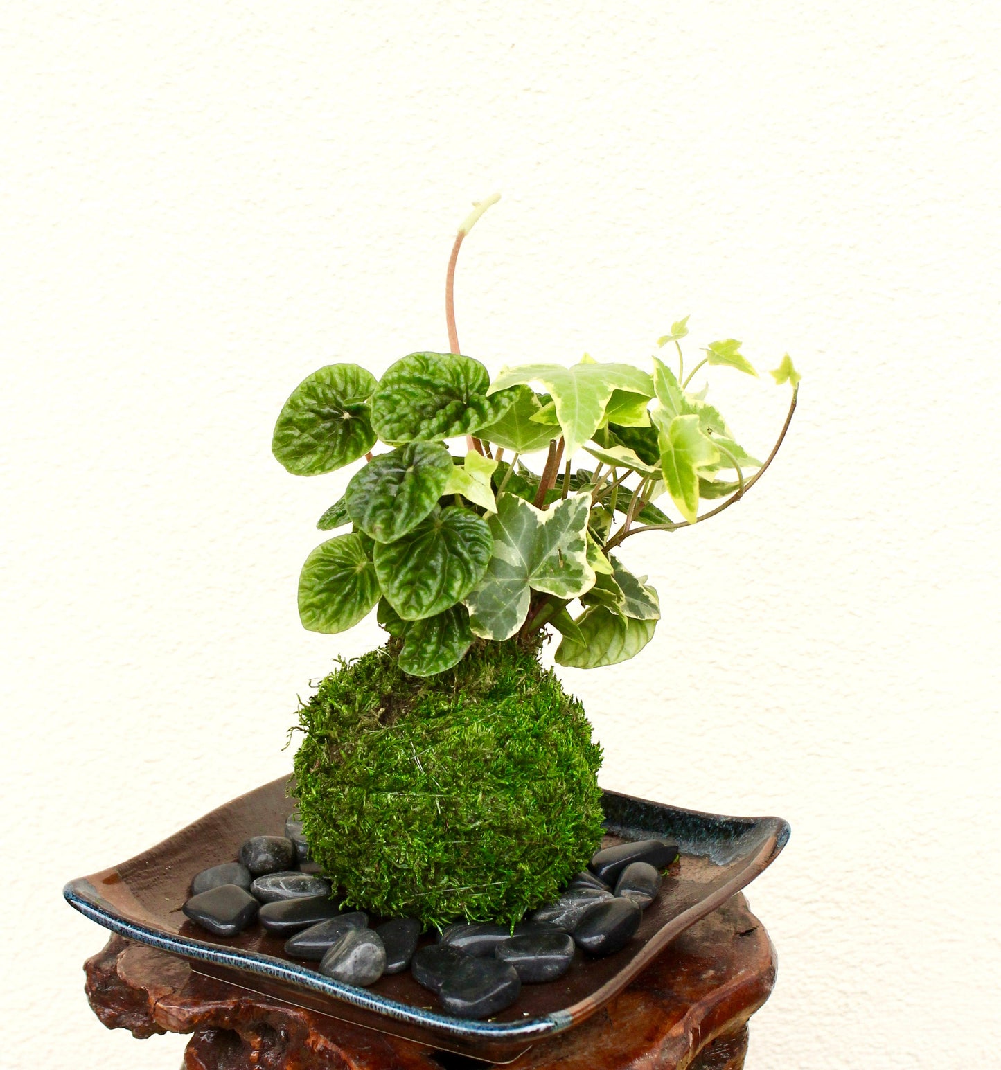 Ripple peperomia and ivy arranged Kokedama - Moss ball, Japanese ancient botanical technique.