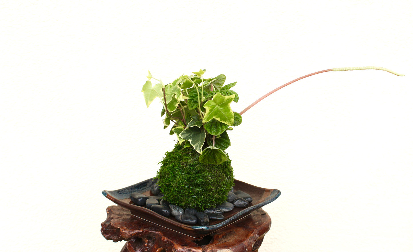 Ripple peperomia and ivy arranged Kokedama - Moss ball, Japanese ancient botanical technique.