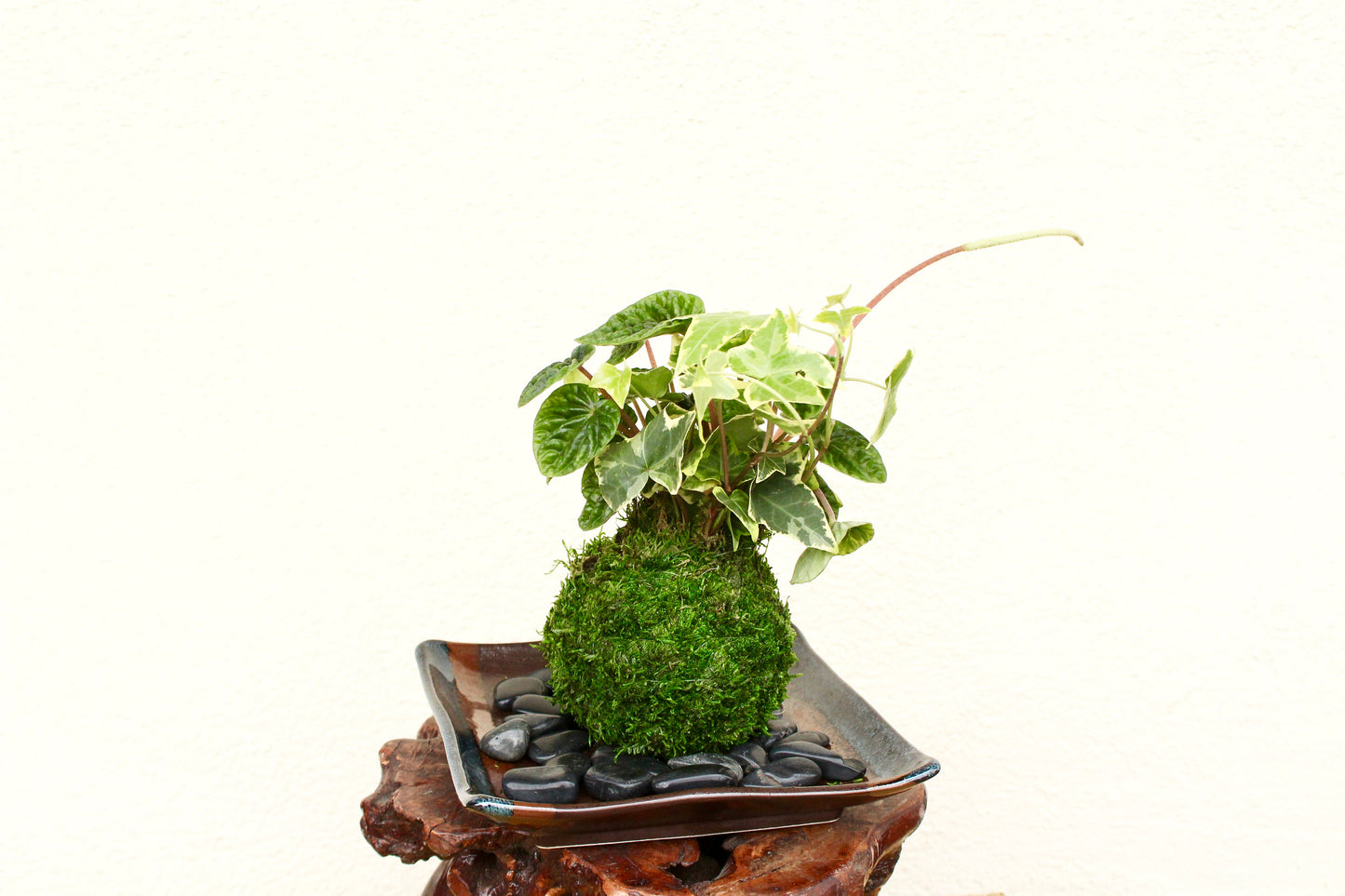 Ripple peperomia and ivy arranged Kokedama - Moss ball, Japanese ancient botanical technique.