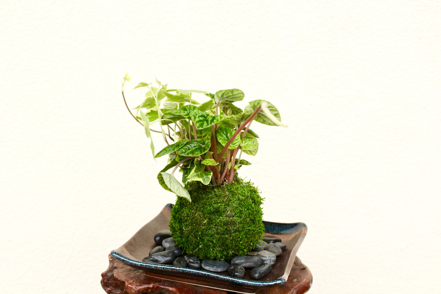 Ripple peperomia and ivy arranged Kokedama - Moss ball, Japanese ancient botanical technique.