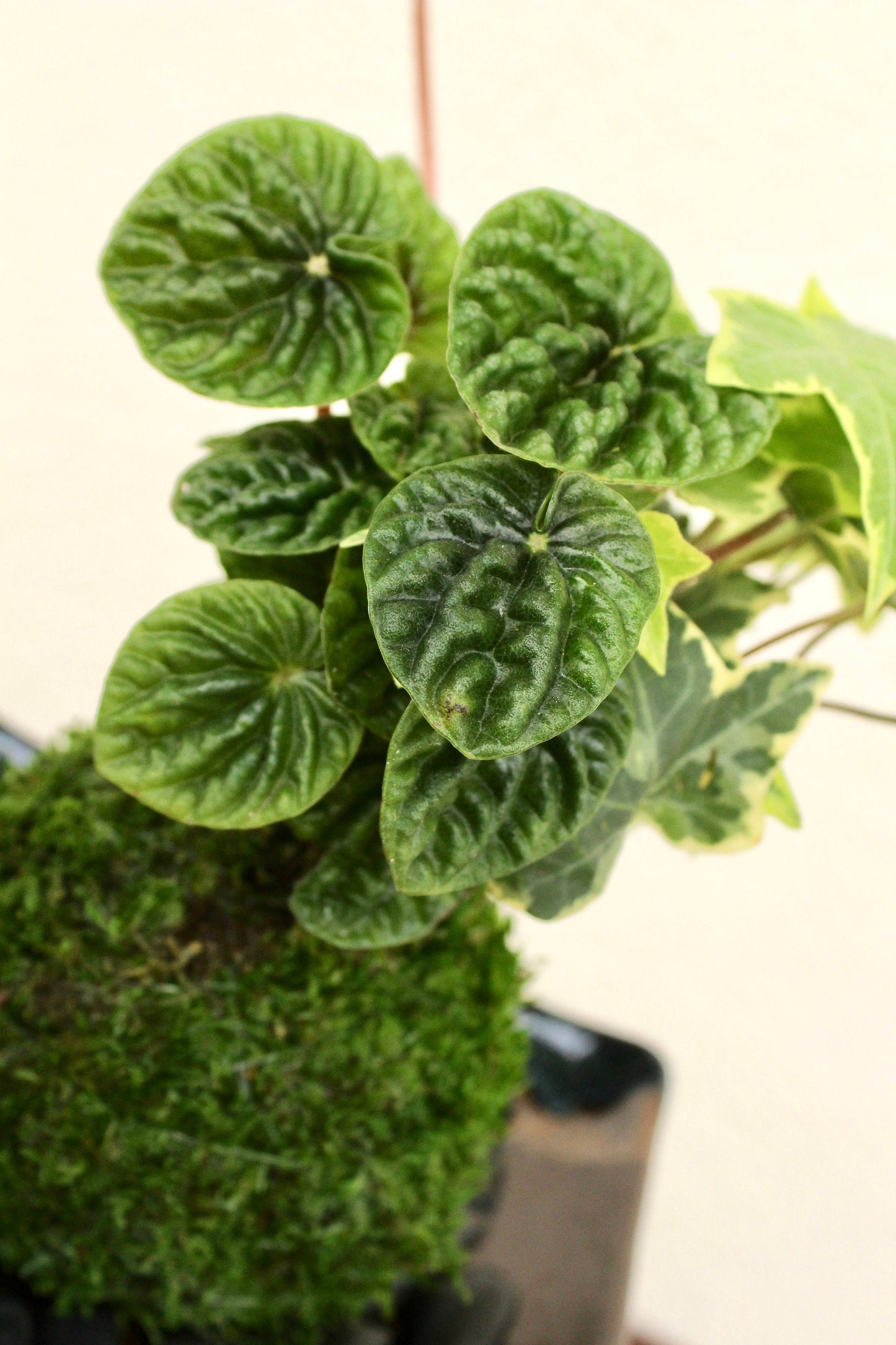 Ripple peperomia and ivy arranged Kokedama - Moss ball, Japanese ancient botanical technique.
