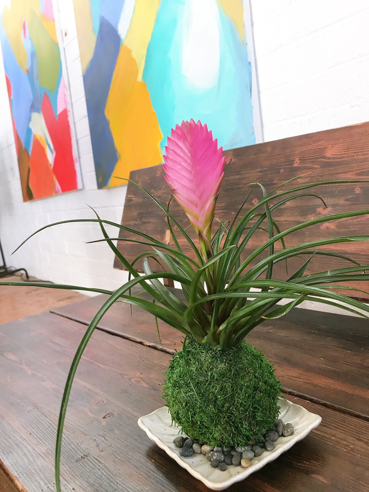 Pink Quill, Tillandsia cyanea Kokedama - Moss ball with stunning Pink Quill plant. Great gift for any occasion!