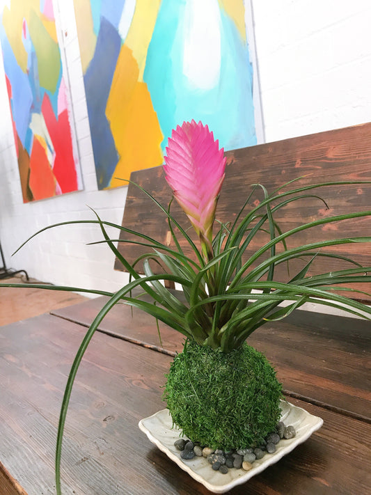 Pink Quill, Tillandsia cyanea Kokedama - Moss ball with stunning Pink Quill plant. Great gift for any occasion!