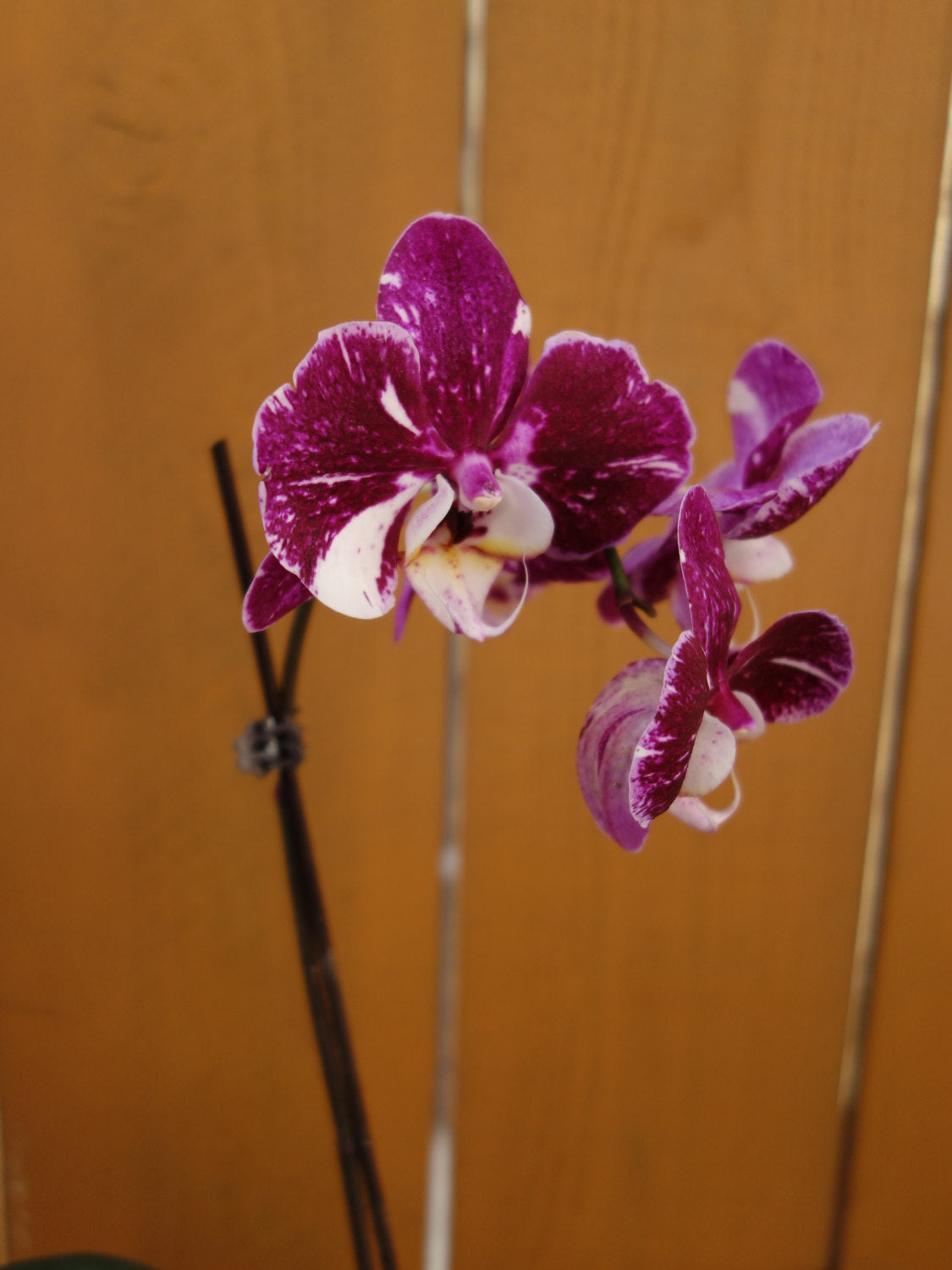 Kokedama - Moss ball, Purple beautiful orchid. Great for Mother's day gift!